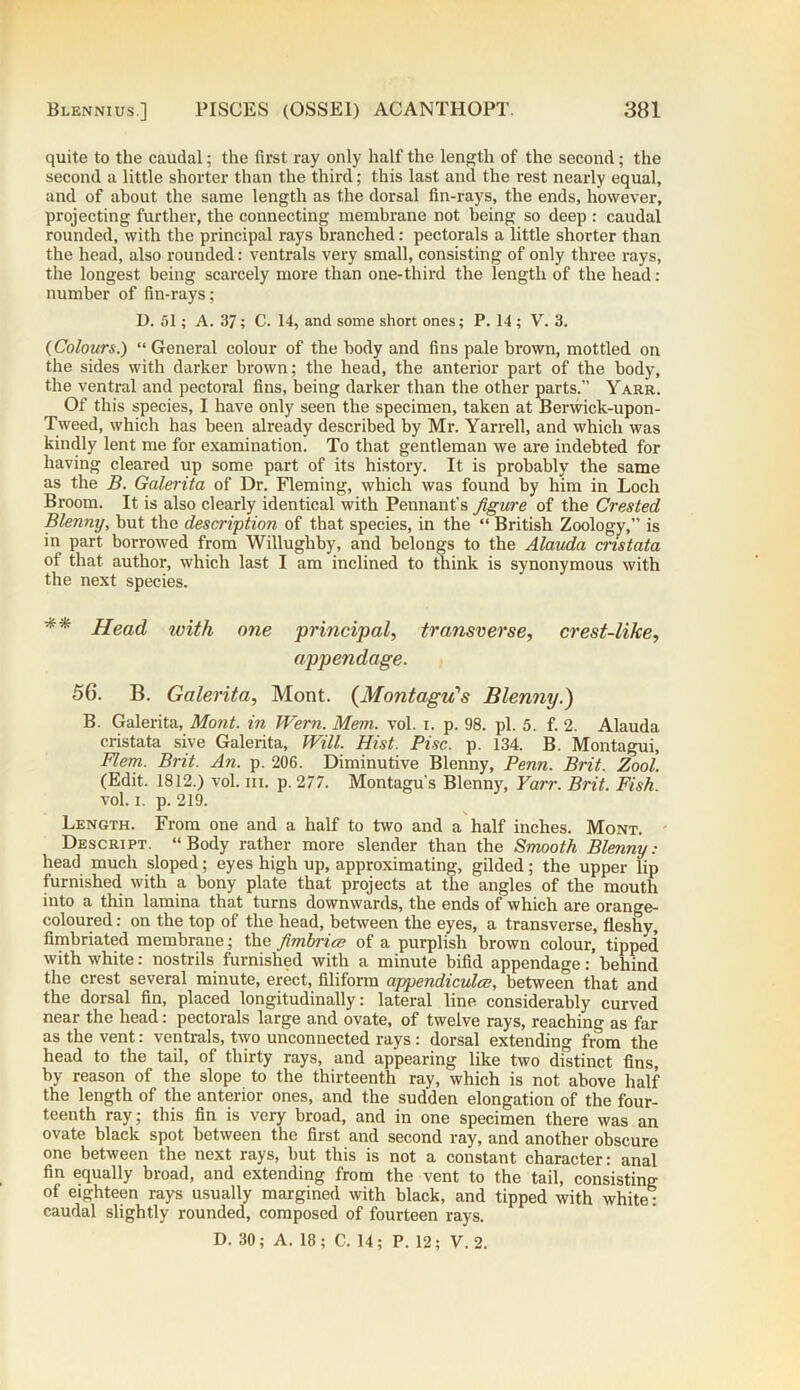 quite to the caudal; the first ray only half the length of the second; the second a little shorter than the third; this last and the rest nearly equal, and of about the same length as the dorsal fin-rays, the ends, however, projecting further, the connecting membrane not being so deep : caudal rounded, with the principal rays branched: pectorals a little shorter than the head, also rounded: ventrals very small, consisting of only three rays, the longest being scarcely more than one-third the length of the head : number of fin-rays; D. 51; A. 37; C. 14, and some short ones; P. 14 ; V. 3. {Colours.) “General colour of the body and fins pale brown, mottled on the sides with darker brown; the head, the anterior part of the body, the ventral and pectoral fins, being darker than the other parts.” Yarr. Of this species, I have only seen the specimen, taken at Berwick-upon- Tweed, which has been already described by Mr. Yarrell, and which was kindly lent me for examination. To that gentleman we are indebted for having cleared up some part of its history. It is probably the same as the B. Galerita of Dr. Fleming, which was found by him in Loch Broom. It is also clearly identical with Pennant’s figure of the Crested Blenny, but the description of that species, in the “ British Zoology,” is in part borrowed from Willugliby, and belongs to the Alauda cristata of that author, which last I am inclined to think is synonymous with the next species. ** Head with one principal, transverse, crest-like, appendage. 56. B. Galerita, Mont. (Montagu's Blenny.) B. Galerita, Mont, in Wern. Mem. vol. i. p. 98. pi. 5. f. 2. Alauda cristata sive Galerita, Will. Hist. Pise. p. 134. B. Montagui, Flem. Brit. An. p. 206. Diminutive Blenny, Penn. Brit. Zool. (Edit. 1812.) vol. iii. p. 277. Montagu’s Blenny, Yarr. Brit. Fish. vol. i. p. 219. Length. From one and a half to two and a half inches. Mont. Descript. “Body rather more slender than the Smooth Blenny: head much sloped; eyes high up, approximating, gilded; the upper lip furnished with a bony plate that projects at the angles of the mouth into a thin lamina that turns downwards, the ends of which are orange- coloured : on the top of the head, between the eyes, a transverse, fleshy, fimbriated membrane; the fimbria; of a purplish brown colour, tipped with white: nostrils furnished with a minute bifid appendage: behind the crest several minute, erect, filiform appendiculce, between that and the dorsal fin, placed longitudinally: lateral line considerably curved near the head: pectorals large and ovate, of twelve rays, reaching as far as the vent: ventrals, two unconnected rays: dorsal extending from the head to the tail, of thirty rays, and appearing like two distinct fins, by reason of the slope to the thirteenth ray, which is not above half the length of the anterior ones, and the sudden elongation of the four- teenth ray; this fin is very broad, and in one specimen there was an ovate black spot between the first and second ray, and another obscure one between the next rays, but this is not a constant character: anal fin equally broad, and extending from the vent to the tail, consisting of eighteen rays usually margined with black, and tipped with white: caudal slightly rounded, composed of fourteen rays. D. 30; A. 18; C. 14; P. 12; V. 2.