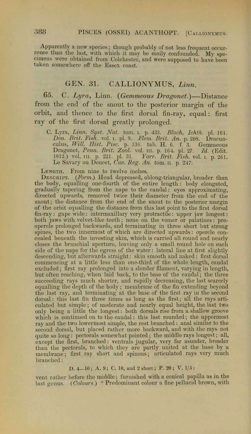 Apparently a new species; though probably of not less frequent occur- rence than the last, with which it may be easily confounded. My spe- cimens were obtained from Colchester, and were supposed to have been taken somewhere off the Essex coast. GEN. 31. CALLIONYMUS, Linn. 65. C. Lyra, Linn. (Gemmeous Dragonet.)—Distance from the end of the snout to the posterior margin of the orbit, and thence to the first dorsal fin-ray, equal: first ray of the first dorsal greatly prolonged. C. Lyra, Linn. Sust. Nat. tom. i. p. 433. Bloch, Ichth. pi. 161. Don. Brit. Fish. vol. i. pi. 9. Flem. Brit. An. p. 208. Dracun- culus, Will. Hist. Pise. p. 136. tab. H. 6. f. 3. Gemmeous Dragonet, Penn. Brit. Zool. vol. hi. p. 164. pi. 27. Id. (Edit. 1812.) vol. in. p. 221. pi. 31. Yarr. Brit. Fish. vol. i. p. 261. Le Savary ou Doucet, Cuv. Reg. An. tom. n. p. 247. Length. From nine to twelve inches. Descript. {Form.) Head depressed, oblong-triangular, broader than the body, equalling one-fourth of the entire length: body elongated, gradually tapering from the nape to the caudal: eyes approximating, directed upwards, removed twice their diameter from the end of the snout; the distance from the end of the snout to the posterior margin of the orbit equalling the distance from this last point to the first dorsal fin-ray: gape wide: intermaxiilary very protractile: upper jaw longest: both jaws with velvet-like teeth; none on the vomer or palatines: pre- opercle prolonged backwards, and terminating in three short but strong spines, the two innermost of which are directed upwards: opercle con- cealed beneath the investing skin, which is carried all round and nearly closes the branchial aperture, leaving only a small round hole on each side of the nape for the egress of the water: lateral line at first slightly descending, but afterwards straight: skin smooth and naked: first dorsal commencing at a little less than one-third of the whole length, caudal excluded; first ray prolonged into a slender filament, varying in length, but often reaching, when laid back, to the base of the caudal; the three succeeding rays much shorter, and rapidly decreasing, the last scarcely equalling the depth of the body; membrane of the fin extending beyond the last ray, and terminating at the base of the first ray in the second dorsal: this last fin three times as long as the first; all the rays arti- culated but simple; of moderate and nearly equal height, the last two only being a little the longest: both dorsals rise from a shallow groove which is continued on to the caudal: this last rounded; the uppermost ray and the two lowermost simple, the rest branched: anal similar to the second dorsal, but placed rather more backward, and with the rays not quite so long: pectorals somewhat pointed; the middle rays longest; all, except the first, branched: ventrals jugular, very far asunder, broader than the pectorals, to which they are partly united at the base by a membrane; first ray short and spinous; articulated rays very much branched: D. 4—10; A. 9; C. 10, and 2 short; P. 20 ; V. 1/5: vent rather before the middle; furnished with a conical papilla as in the last genus. {Colours.) “ Predominant colour a fine pellucid brown, with