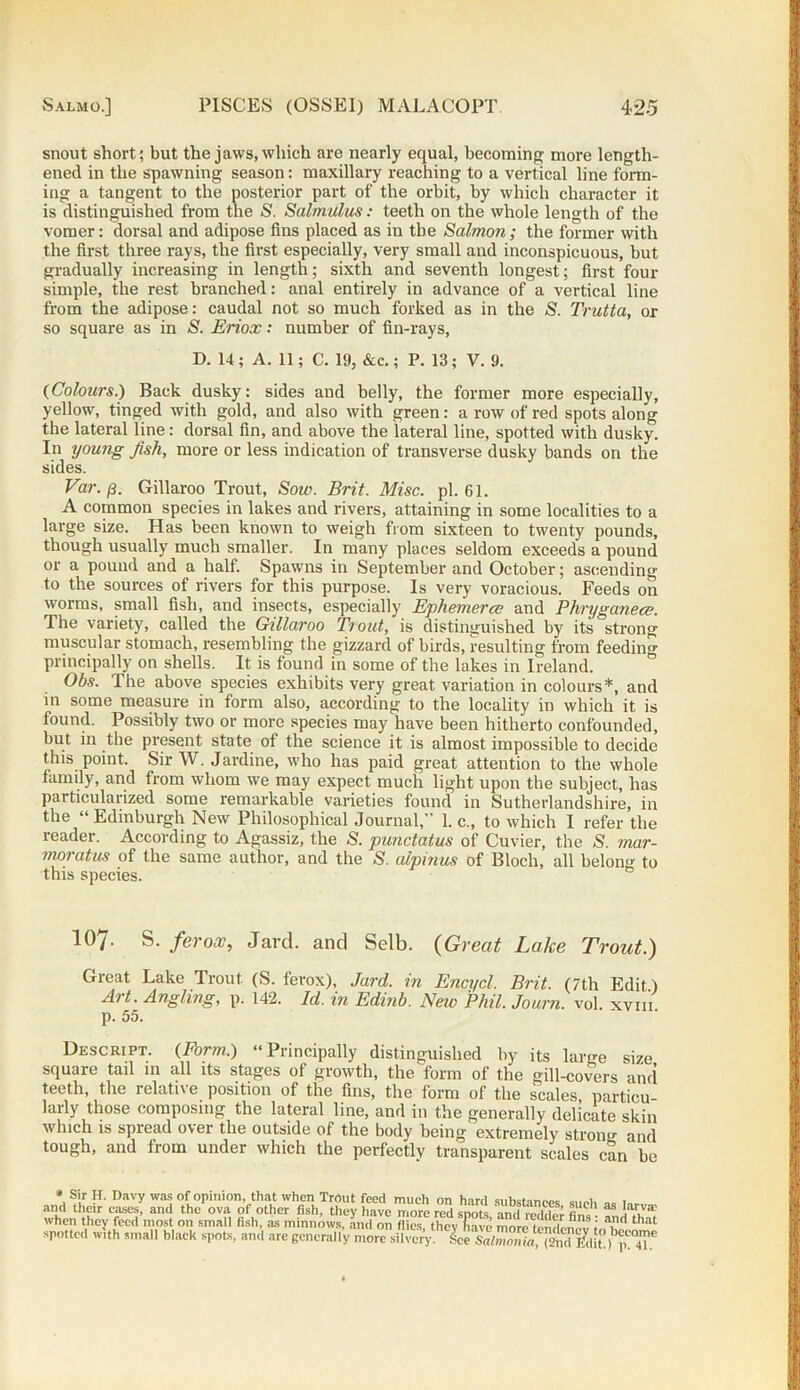 snout short; but the jaws, which are nearly equal, becoming more length- ened in the spawning season: maxillary reaching to a vertical line form- ing a tangent to the posterior part of the orbit, by which character it is distinguished from the S. Salmulus: teeth on the whole length of the vomer: dorsal and adipose fins placed as in the Salmon; the former with the first three rays, the first especially, very small and inconspicuous, but gradually increasing in length; sixth and seventh longest; first four simple, the rest branched: anal entirely in advance of a vertical line from the adipose: caudal not so much forked as in the S. Trutta, or so square as in S. Eriox: number of fin-rays, D. 14; A. 11; C. 19, &c.; P. 13; V. 9. {Colours.) Back dusky: sides and belly, the former more especially, yellow, tinged with gold, and also with green: a row of red spots along the lateral line: dorsal fin, and above the lateral line, spotted with dusky. In young fish, more or less indication of transverse dusky bands on the sides. Var. 13. Gillaroo Trout, Sow. Brit. Misc. pi. 61. A common species in lakes and rivers, attaining in some localities to a large size. Has been known to weigh from sixteen to twenty pounds, though usually much smaller. In many places seldom exceeds a pound or a pound and a half. Spawns in September and October; ascending to the sources of rivers for this purpose. Is very voracious. Feeds on worms, small fish, and insects, especially Ephemera; and Phryganea. The variety, called the Gillaroo Tiout, is distinguished by its strong muscular stomach, resembling the gizzard of birds, resulting from feeding principally on shells. It is found in some of the lakes in Ireland. Ohs. The above species exhibits very great variation in colours*, and in some measure in form also, according to the locality in which it is found. Possibly two or more species may have been hitherto confounded, but in the present state of the science it is almost impossible to decide this point. Sir W. Jardine, who has paid great attention to the whole family, and from whom we may expect much light upon the subject, has particularized some remarkable varieties found in Sutherlandshire, in the “Edinburgh New Philosophical Journal,” 1. c., to which I refer the reader. According to Agassiz, the S. punctatus of Cuvier, the S. rnar- inoratus of the same author, and the S. alpinus of Bloch, all belong to this species. 107. S. ferox, Jard. and Selb. (Great Lake Trout.) Great Lake Trout (S. ferox), Jard. in Encycl. Brit. (7th Edit) Art. Angling, p. 142. Id. in Edinb. New Phil. Joum. vol xvni p. 55. Descript. {Form.) “Principally distinguished by its large size square tail 111 all its stages of growth, the form of the gill-covers and teeth, the relative position of the fins, the form of the scales particu- larly those composing the lateral line, and in the generally delicate skin which is spread over the outside of the body being extremely strong and tough, and from under which the perfectly transparent scales can be * ®|r H- r>avv wa? of opinion that when Trout feed much on hard substances such as and their cases, and the ova of other fish, they have more red snots and redder a va when they feed most on small fish, as minnows, and on es thcv n e more mnd J i a,d that spotted with small black spots, and are generally more siWerV &
