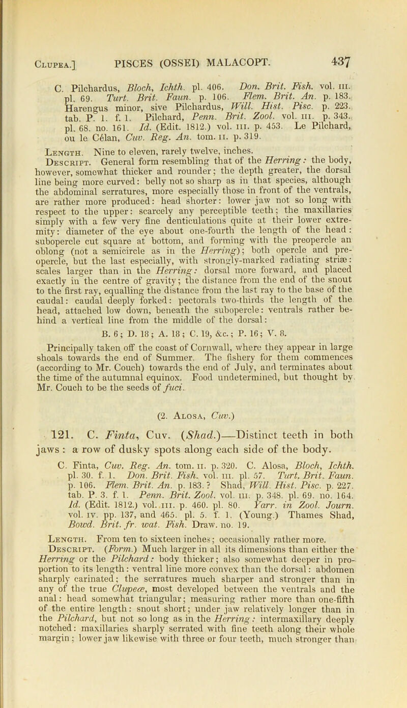 C. Pilchardus, Bloch, Ichth. pi. 406. Don. Brit. Fish. vol. 111. pi. 69. Turt. Brit. Faun. p. 106. Mem. Brit. An. p. 183. Harengus minor, sive Pilchardus, Will. Hist. Pise. p. 223. tab. P. 1. f. 1. Pilchard, Penn. Brit. Zool. vol. hi. p. 343. pi. 68. no. 161. Id. (Edit. 1812.) vol. in. p. 453. Le Pilchard, ou le C61an, Cuv. Reg. An. tom. 11. p. 319. Length. Nine to eleven, rarely twelve, inches. Descript. General form resembling that of the Herring: the body, however, somewhat thicker and rounder; the depth greater, the dorsal line being more curved: belly not so sharp as in that species, although the abdominal serratures, more especially those in front of the ventrals, are rather more produced: head shorter: lower jaw not so long with respect to the upper: scarcely any perceptible teeth; the maxillaries simply with a few very fine denticulations quite at their lower extre- mity : diameter of the eye about one-fourth the length of the head : subopercle cut square at bottom, and forming with the preopercle an oblong (not a semicircle as in the Herring); both opercle and pre- opercle, but the last especially, with strongly-marked radiating striae: scales larger than in the Herring: dorsal more forward, and placed exactly in the centre of gravity; tire distance from the end of the snout to the first ray, equalling the distance from the last ray to the base of the caudal: caudal deeply forked: pectorals two-thirds the length of the head, attached low down, beneath the subopercle: ventrals rather be- hind a vertical line from the middle of the dorsal: B. 6 ; D. 18 ; A. 18; C. 19, &c.; P. 16; V. 8. Principally taken off the coast of Cornwall, where they appear in large shoals towards the end of Summer. The fishery for them commences (according to Mr. Couch) towards the end of July, and terminates about the time of the autumnal equinox. Food undetermined, but thought by Mr. Couch to be the seeds of fuci. (2. Alosa, Cuv.) 121. C. Finta, Cuv. (Shad.)—Distinct teeth in both jaws : a row of dusky spots along each side of the body. C. Finta, Cuv. Reg. An. tom. 11. p. 320. C. Alosa, Bloch, Ichth. pi. 30. f. 1. Don. Brit. Fish. vol. in. pi. 57. Turt. Brit. Faun. p. 106. Mem. Brit. An. p. 183. ? Shad, Will. Hist. Pise. p. 227. tab. P. 3. f. 1. Penn. Brit. Zool. vol. 111. p. 348. pi. 69. no. 164. Id. (Edit. 1812.) vol. .111. p. 460. pi. 80. Yarr. in Zool. Journ. vol. iv. pp. 137, and 465. pi. 5. f. 1. (Young.) Thames Shad, Bowd. Brit. fr. wat. Msh. Draw.no. 19. Length. From ten to sixteen inches; occasionally rather more. Descript. {Form.) Much larger in all its dimensions than either the Herring or the Pilchard: body thicker; also somewhat deeper in pro- portion to its length: ventral line more convex than the dorsal: abdomen sharply carinated; the serratures much sharper and stronger than in any of the true Clupece, most developed between the ventrals and the anal: head somewhat triangular; measuring rather more than one-fifth of the entire length: snout short; under jaw relatively longer than in the Pilchard, but not so long as in the Herring: intermaxillary deeply notched: maxillaries sharply serrated with fine teeth along their whole margin; lower jaw likewise with three or four teeth, much stronger than