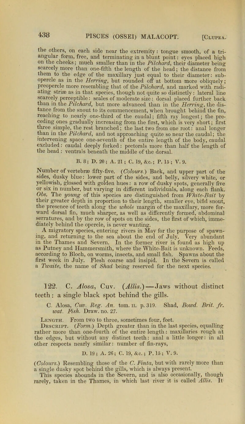 the others, on each side near the extremity: tongue smooth, of a tri- angular form, free, and terminating in a blunt point: eyes placed high on the cheeks; much smaller than in the Pilchard, their diameter being scarcely more than one-fifth the length of the head; the distance from them to the edge of the maxillary just equal to their diameter: sub- opercle as in the Herring, but rounded off at bottom more obliquely; preopercle more resembling that of the Pilchard, and marked with radi- ating striae as in that species, though not quite so distinctly: lateral line scarcely perceptible: scales of moderate size: dorsal placed further back than in the Pilchard, but more advanced than in the Herring, the dis- tance from the snout to its commencement, when brought behind the fin, reaching to nearly one-third of the caudal; fifth ray longest; the pre- ceding ones gradually increasing from the first, which is very short; first three simple, the rest branched; the last two from one root: anal longer than in the Pilchard, and not approaching quite so near the caudal; the intervening space one-seventh of the entire length of the body, caudal excluded: caudal deeply forked: pectorals more than half the length of the head : ventrals beneath the middle of the dorsal. B. 8; D. 20 ; A. 21; C. 19, &c.; P. 15 ; V. 9. Number of vertebrae fifty-five. {Colours.) Back, and upper part of the sides, dusky blue: lower part of the sides, and belly, silvery white, or yellowish, glossed with golden hues: a row of dusky spots, generally five or six in number, but varying in different individuals, along each flank. Obs. The young of this species are distinguished from White-Bait by their greater depth in proportion to their length, smaller eye, bifid snout, the presence of teeth along the whole margin of the maxillary, more for- ward dorsal fin, much sharper, as well as differently formed, abdominal serratures, and by the row of spots on the sides, the first of which, imme- diately behind the opercle, is never wanting. A migratory species, entering rivers in May for the purpose of spawn- ing, and returning to the sea about the end of July. Very abundant in the Thames and Severn. In the former river is, found as high up as Putney and Hammersmith, where the White-Bait is unknown. Feeds, according to Bloch, on worms, insects, and small fish. Spawns about the first week in July. Flesh coarse and insipid. In the Severn is called a Twaite, the name of Shad being reserved for the next species. 122. C. Alosa, Cuv. (Allis.) — Jaws without distinct teeth : a single black spot behind the gills. C. Alosa, Cuv. Reg. An. tom. ii. p. 319. Shad, Bowd. Brit. fr. wat. Pish. Draw. no. 27. Length. From two to three, sometimes four, feet. Descript. {Form.) Depth greater than in the last species, equalling rather more than one-fourth of the entire length: maxillaries rough at the edges, but without any distinct teeth: anal a little longer: in all other respects nearly similar: number of fin-rays, D. 19 ; A. 26; C. 19, &c.; P. 15 ; V. 9. {Colours.) Resembling those of the C. Finta, but with rarely more than a single dusky spot behind the gills, which is always present. This species abounds in the Severn, and is also occasionally, though rarely, taken in the Thames, in which last river it is called Allis. It