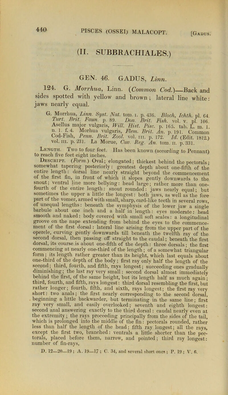 [Gauus. (II. SUBBRACHIALES.) GEN. 46. GADUS, Linn. 124. G. Morrhua, Linn. (Common Cod.)—Back and sides spotted with yellow and brown; lateral line white: jaws nearly equal. G. Morrhua, Linn. Syst. Nat. tom. i. p. 436. Bloch, Ichth. pi 64 Turt. Brit. Faun. p. 89. Don. Brit. Fish, vol v pi 106 Asellus major vulgaris, Will. Hist. Pise. p. 165. tab. L. m. 1. Morhua vulgaris, Flem. Brit. An. p. 191. Common Cod-lush, Penn. Brit. Zool. vol. hi. p. 172. Id. (Edit. 1812.) vol. hi. p. 231. La Morue, Cuv. Reg. An. tom. ii. p. 331. Length. Two to four feet. Has been known (according to Pennant) to reach five feet eight inches. Descript. {Form.) Oval; elongated; thickest behind the pectorals; somewhat tapering posteriorly: greatest depth about one-fifth of the entire length : dorsal line nearly straight beyond the commencement of the first fin, in front of which it slopes gently downwards to the snout; ventral line more bellying: head large; rather more than one- fourth of the entire length: snout rounded: jaws nearly equal; but sometimes the upper a little the longest: both jaws, as well as the fore part of the vomer, armed with small, sharp, card-like teeth in several rows, of unequal lengths: beneath the symphysis of the lower jaw a single barbule about one inch and a half in length: eyes moderate: head smooth and naked: body covered with small soft scales: a longitudinal groove on the nape extending from behind the eyes to the commence- ment of the first dorsal: lateral line arising from the upper part of the opercle, curving gently downwards till beneath the twelfth ray of the second dorsal, then passing off straight to the caudal; beneath the first dorsal, its course.is about one-fifth of the depth: three dorsals; the first commencing at nearly one-third of the length; of a somewhat triangular form; its length rather greater than its height, which last equals about one-third of the depth of the body; first ray only half the length of the second; third, fourth, and fifth, rays longest; succeeding ones gradually diminishing; the last ray very small: second dorsal almost immediately behind the first, of the same height, but its length half as much again; third, fourth, and fifth, rays longest: third dorsal resembling the first, but rather longer; fourth, fifth, and sixth, rays longest; the first ray very short: two anals; the first nearly corresponding to the second dorsal, beginning a little backwarder, but terminating in the same line; first ray very small, and easily overlooked; seventh and eighth longest: second anal answering exactly to the third dorsal: caudal nearly even at the extremity; the rays proceeding principally from the sides of the tail, which is prolonged into the middle of the fin: pectorals rounded, rather less than half the length of the head; fifth ray longest; all the rays, except the first two, branched: ventrals a little shorter than the pec- torals, placed before them, narrow, and pointed; third ray longest: number of fin-rays, D. 12—20—19; A. 19—17 ; C. 34, and several short ones; P. 19; V. 6.