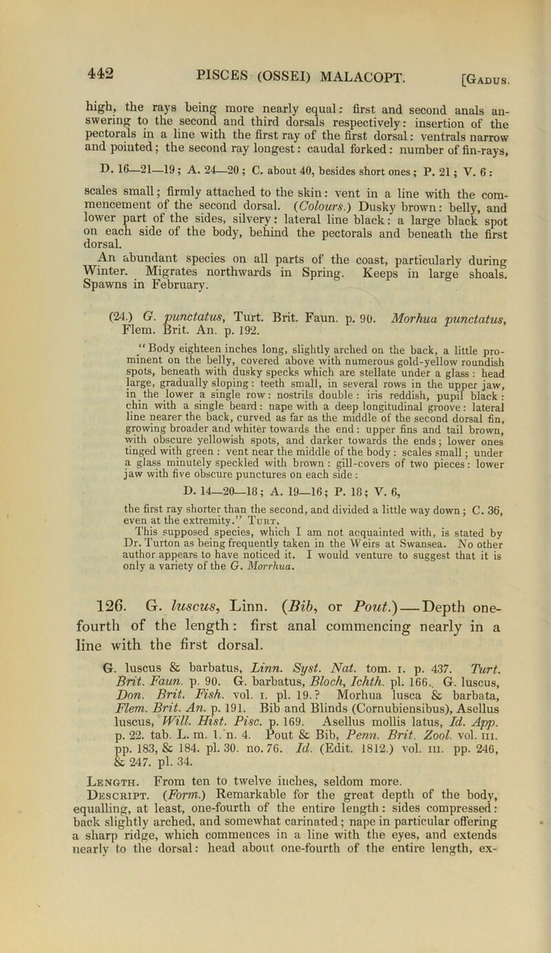 [Gadus. high, the rays being more nearly equal: first and second anals an- swering to the second and third dorsals respectively: insertion of the pectorals in a line with the first ray of the first dorsal: ventrals narrow and pointed; the second ray longest: caudal forked: number of fin-rays, I). 16—21—19; A. 24—20 ; C. about 40, besides short ones ; P. 21; V. 6 : scales small; firmly attached to the skin: vent in a line with the com- mencement of the second dorsal. {Colours.) Dusky brown: belly, and lower part of the sides, silvery: lateral line black: a large black spot on each side of the body, behind the pectorals and beneath the first dorsal. An abundant species on all parts of the coast, particularly during Winter. Migrates northwards in Spring. Keeps in large shoals. Spawns in February. (24.) G. punctatus, Turt. Brit. Faun. p. 90. Morkua punctatus, Flem. Brit. An. p. 192. “Body eighteen inches long, slightly arched on the back, a little pro- minent on the belly, covered above with numerous gold-yellow roundish spots, beneath with dusky specks which are stellate under a glass : head large, gradually sloping: teeth small, in several rows in the upper jaw, in the lower a single row: nostrils double: iris reddish, pupil black: chin with a single beard: nape with a deep longitudinal groove: lateral line nearer the back, curved as far as the middle of the second dorsal fin, growing broader and whiter towards the end : upper fins and tail brown, with obscure yellowish spots, and darker towards the ends; lower ones tinged with green : vent near the middle of the body : scales small; under a glass minutely speckled with brown : gill-covers of two pieces: lower jaw with five obscure punctures on each side : D. 14—20—18; A. 19—16; P. 18; V. 6, the first ray shorter than the second, and divided a little way down; C. 36, even at the extremity.” Tuirr. This supposed species, which I am not acquainted with, is stated by Dr. Turton as being frequently taken in the Weirs at Swansea. No other author appears to have noticed it. I would venture to suggest that it is only a variety of the G. Morrhua. 126. G. luscus, Linn. (Bib, or Pout.) — Depth one- fourth of the length : first anal commencing nearly in a line with the first dorsal. G. luscus & barbatus, Linn. Syst. Nat. tom. i. p. 437. Turt. Brit. Faun. p. 90. G. barbatus, Bloch, Ichth. pi. 166.. G. luscus, Don. Brit. Fish. vol. i. pi. 19.? Morhua lusca & barbata, Flem. Brit. An. p. 191. Bib and Blinds (Cornubiensibus), Asellus luscus, Will. Hist. Pise. p. 169. Asellus mollis latus, Id. App. p. 22. tab. L. m. 1. n. 4. Pout & Bib, Penn. Brit. Zool. vol. in. pp. 183, & 184. pi. 30. no. 76. Id. (Edit. 1812.) vol. ill. pp. 246, & 247. pi. 34. Length. From ten to twelve inches, seldom more. Descript. {Form.) Remarkable for the great depth of the body, equalling, at least, one-fourth of the entire length: sides compressed : back slightly arched, and somewhat carinated; nape in particular offering a sharp ridge, which commences in a line with the eyes, and extends nearly to the dorsal: head about one-fourth of the entire length, ex-