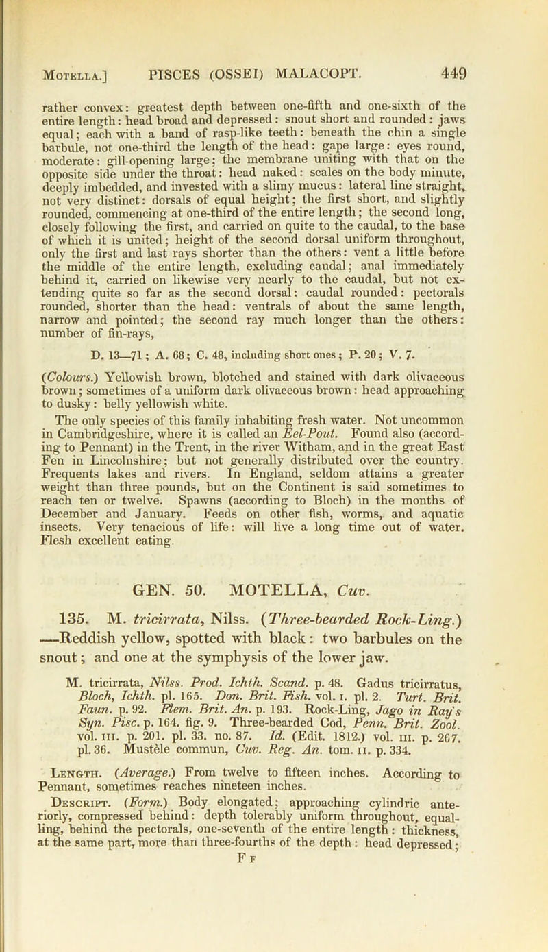 rather convex: greatest depth between one-fifth and one-sixth of the entire length: head broad and depressed: snout short and rounded : jaws equal; each with a band of rasp-like teeth: beneath the chin a single barbule, not one-third the length of the head: gape large: eyes round, moderate: gill-opening large; the membrane uniting with that on the opposite side under the throat: head naked: scales on the body minute, deeply imbedded, and invested with a slimy mucus: lateral line straight, not very distinct: dorsals of equal height; the first short, and slightly rounded, commencing at one-third of the entire length; the second long, closely following the first, and carried on quite to the caudal, to the base of which it is united; height of the second dorsal uniform throughout, only the first and last rays shorter than the others: vent a little before the middle of the entire length, excluding caudal; anal immediately behind it, carried on likewise very nearly to the caudal, but not ex- tending quite so far as the second dorsal: caudal rounded: pectorals rounded, shorter than the head: ventrals of about the same length, narrow and pointed; the second ray much longer than the others: number of fin-rays, D. 13—71; A. 68; C. 48, including short ones; P.20; V. 7- (Colours.) Yellowish brown, blotched and stained with dark olivaceous brown; sometimes of a uniform dark olivaceous brown: head approaching to dusky: belly yellowish white. The only species of this family inhabiting fresh water. Not uncommon in Cambridgeshire, where it is called an Eel-Pout. Found also (accord- ing to Pennant) in the Trent, in the river Witham, and in the great East Fen in Lincolnshire; but not generally distributed over the country. Frequents lakes and rivers. In England, seldom attains a greater weight than three pounds, but on the Continent is said sometimes to reach ten or twelve. Spawns (according to Bloch) in the months of December and January. Feeds on other fish, worms,, and aquatic insects. Very tenacious of life: will live a long time out of water. Flesh excellent eating. GEN. 50. MOTELLA, Cuv. 135. M. tricirrata, Nilss. (Three-bearded, Rock-Ling.) —-Reddish yellow, spotted with black: two barbules on the snout; and one at the symphysis of the lower jaw. M. tricirrata, Nilss. Prod. Ichth. Scand. p. 48. Gadus tricirratus, Bloch, Ichth. pi. 165. Don. Brit. Fish. vol. 1. pi. 2. Turt. Brit. Faun. p. 92. Flem. Brit. An. p. 193. Rock-Ling, Jago in Rays Syn. Pise. p. 164. fig. 9. Three-bearded Cod, Penn. Brit. Zool. vol. hi. p. 201. pi. 33. no. 87. Id. (Edit. 1812.) vol. hi. p. 267. pi. 36. Mustele commun, Cuv. Reg. An. tom. 11. p.334. Length. (Average.) From twelve to fifteen inches. According to Pennant, sometimes reaches nineteen inches. Descript. (Form.) Body elongated; approaching cylindric ante- riorly, compressed behind: depth tolerably uniform throughout, equal- ling, behind the pectorals, one-seventh of the entire length: thickness, at the same part, more than three-fourths of the depth: head depressed • Ff