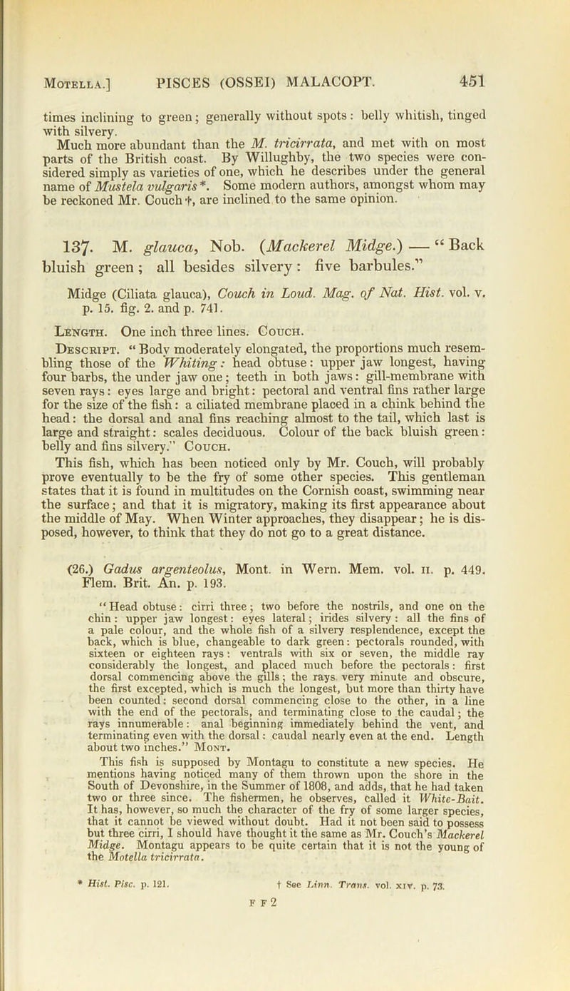 times inclining to green; generally without spots: belly whitish, tinged with silvery. Much more abundant than the M. tricirrata, and met with on most parts of the British coast. By Willughby, the two species were con- sidered simply as varieties of one, which he describes under the general name of Mustela vulgaris *. Some modern authors, amongst whom may be reckoned Mr. Couch +, are inclined to the same opinion. 137. M. glauca, Nob. (Mackerel Midge.) — “ Back bluish green ; all besides silvery: five barbules.” Midge (Ciliata glauca), Couch in Loud. Mag. of Nat. Hist. vol. v. p. 15. fig. 2. and p. 741. Length. One inch three lines. Couch. Descript. “ Body moderately elongated, the proportions much resem- bling those of the Whiting: head obtuse: upper jaw longest, having four barbs, the under jaw one; teeth in both jaws: gill-membrane with seven rays: eyes large and bright: pectoral and ventral fins rather large for the size of the fish: a ciliated membrane placed in a chink behind the head: the dorsal and anal fins reaching almost to the tail, which last is large and straight: scales deciduous. Colour of the back bluish green: belly and fins silvery.” Couch. This fish, which has been noticed only by Mr. Couch, will probably prove eventually to be the fry of some other species. This gentleman states that it is found in multitudes on the Cornish coast, swimming near the surface; and that it is migratory, making its first appearance about the middle of May. When Winter approaches, they disappear; he is dis- posed, however, to think that they do not go to a great distance. (26.) Gadus argenteolus, Mont, in Wern. Mem. vol. 11. p. 449. Flem. Brit. An. p. 193. “Head obtuse: cirri three; two before the nostrils, and one on the chin: upper jaw longest: eyes lateral; irides silvery: all the fins of a pale colour, and the whole fish of a silvery resplendence, except the back, which is blue, changeable to dark green: pectorals rounded, with sixteen or eighteen rays : ventrals with six or seven, the middle ray considerably the longest, and placed much before the pectorals: first dorsal commencing above the gills; the rays very minute and obscure, the first excepted, which is much the longest, but more than thirty have been counted: second dorsal commencing close to the other, in a line with the end of the pectorals, and terminating close to the caudal; the rays innumerable: anal beginning immediately behind the vent, and terminating even with the dorsal: caudal nearly even at the end. Length about two inches.” Mont. This fish is supposed by Montagu to constitute a new species. He mentions having noticed many of them thrown upon the shore in the South of Devonshire, in the Summer of 1808, and adds, that he had taken two or three since. The fishermen, he observes, called it White-Bait. It has, however, so much the character of the fry of some larger species, that it cannot be viewed without doubt. Had it not been said to possess but three cirri, I should have thought it the same as Mr. Couch’s Mackerel Midge. Montagu appears to be quite certain that it is not the young of the Motella tricirrata. * Hist. Pise. p. 121. f See IJrn. Trans, vol. xir. p. 73. F F 2