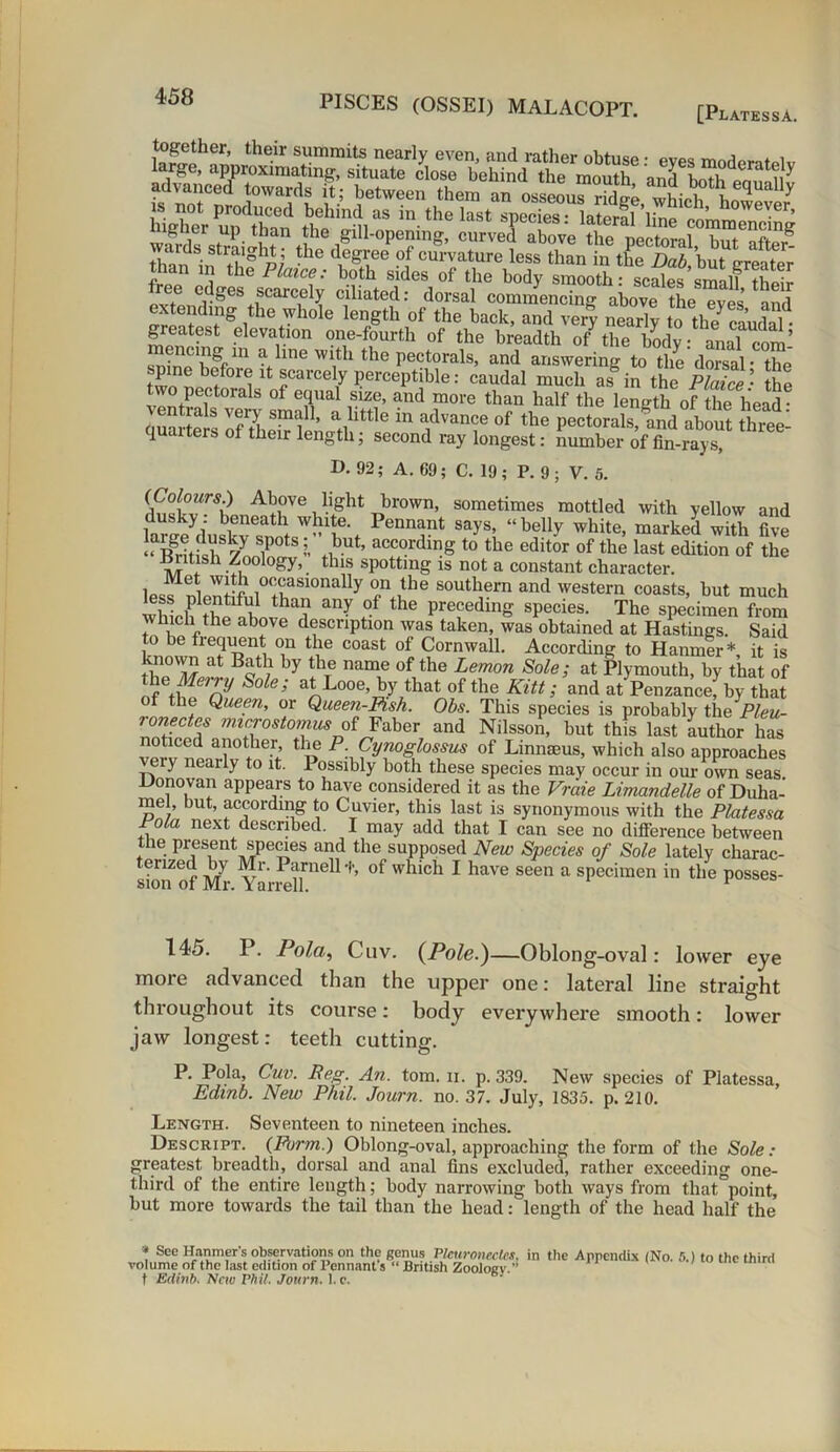 }“|:flier’ the.ir summits nearly even, and rather obtuse: eyes moderated larjje, approximating, situate close behind the mouth and , moderately advanced towards it; between them^SJS^ which hnTaUy higher uT^hTn thrill“ in-th® hst sfcies; lateral’line commencing guei up than the gill-opening, curved above the ncctoril hut „ :5„aati,e »,f ™v*ure iess a™ to.rSi.it gS; than in the Plaice: both sides of the body smooth: scales small their t c..Ses scarcely ciliated: dorsal commencing above the eyes’ and extendmg the whole length of the back, and verf nearly t^the7caudal- greatest elevation one-fourth of the breadth of the body: anal com’ mencmg in a line with the pectorals, and answering to the dorsal - the tw^u t i Xt cCarcel,y Pci'ceptible: caudal much as in the Plaice • the ventP 1t0ralS °f 6HUa ,slze> and more tban half the length of the head • quarters of thSlen^th?? “ °f the pectorals’ and ab°ut three- juaiters ot their length, second ray longest: number of fin-rays, D. 92; A. 69; C, 19 ; P. 9 ; V. 5. dulT^hen^r6 n-lght r»br°Wn’ sometimes mottled with yellow and w i bi th. blle- Pennant says, “belly white, marked with five “ Skh^L? S?’ nbUt’ accordlng to the editor of the last edition of the British Zoology, this spotting is not a constant character. leir^W-f 1°rS10nally c11 ,the southern and western coasts, but much whicfth^hnS3? any f° the PrefedinS species. The specimen from which the above description was taken, was obtained at Hastings. Said to be frequent on the coast of Cornwall. According to Hanmer*, it is at Batl? hy the name of the Lemon Sole; at Plymouth, by that of of tle; a^Looe> hy that of the Kill; and at Penzance, by that °Ltb? Queen, or Queen-Fish. Ohs. This species is probably the Pleu- onectes microstomus of Faber and Nilsson, but this last author has noticed another, the P. Cynoglossus of Linnaeus, which also approaches veiy nearly to it. Possibly both these species may occur in our own seas. Donovan appears to have considered it as the Vraie Limandelle of Duha- mel, but, according to Cuvier, this last is synonymous with the Platessa Fola next described. I may add that I can see no difference between the present species and the supposed New Species of Sole lately charac- terized by Mr. Parnell -I-, of which I have seen a specimen in the posses- sion ot Mr. Yarrell. 145. P. Pola, Cuv. {Pole.)—Oblong-oval: lower eye more advanced than the upper one: lateral line straight throughout its course: body everywhere smooth: lower jaw longest: teeth cutting. P. Pola, Cuv. Reg. An. tom. n. p. 339. New species of Platessa, Edinb. New Phil. Journ. no. 37. July, 1835. p. 210. Length. Seventeen to nineteen inches. Descript. {Form.) Oblong-oval, approaching the form of the Sole: greatest breadth, dorsal and anal fins excluded, rather exceeding one- third of the entire length; body narrowing both ways from that point, but more towards the tail than the head: length of the head half the * See Hanmer s observations on the genus Pleuronecles, in the Appendix (No. 5.) to the third volume of the last edition of Pennant s “ British Zoology.” '