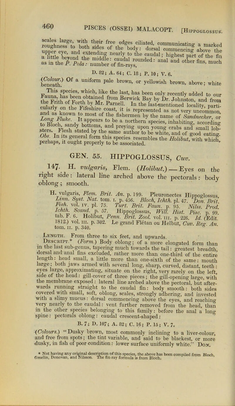 W. aC“S upper eye, and extending nearly to the caudal; highest part of the fin D. 82; A. 64; C. 18 ; P. 10; V. 6. beneath? °f * Unif°rm Pale br°Wn’ 0r yellowish brown, above; white This species, which, like the last, has been only recently added to our aSSS Bewick Bay by Dr. Johnston, and from rnlnrl v tPo P’f K’ r' Darnell.. In the last-mentioned locality, parti- cularly on the Fifeslnre coast, it is represented as not very uncommon Zo» * *£*7“ t? m°St of the fishermen by the name of slndnecker, or m Bwl? InrlJn ?iPearS t0 f6 a northern species, inhabiting, according feesh ^t^pH wnand P1'eym? uP°n youn& erabs and small lob- nZ T,b-f h state,dby the same author to be white, and of good eating °\ In its general form this species resembles the Holibut, with which perhaps, it ought properly to be associated. GEN. 55. HIPPOGLOSSUS, Cuv. 147.. H. vulgaris, Flem. {Holibut.) — Eyes on the right side: lateral line arched above the pectorals: body oblong; smooth. H. vulgaris, Flem. Brit. An. p. 199. Pleuronectes Hippoglossus Linn. Syst. Nat. tom. 1. p. 456. Bloch, Ichth. pi. 47. Don. Brit Fish vol. iv pi. 75. Turt. Brit. Faun. p. 95. Miss. Prod. Icht/L Scand. p. 57. Hippoglossus, Will. Hist. Pise. p. 99. tab. F. 6. Holibut, Penn. Brit. Zool. vol. nr. p. 226. Id. (Edit. 1812.) vol. hi. p. 302. Le grand F16tan ou Helbut, Cuv. Res An tom. 11. p. 340. & Length. From three to six feet, and upwards. Descript.* {Form.) Body oblong; of a more elongated form than in the last sub-genus, tapering much towards the tail: greatest breadth dorsal and-anal fins excluded, rather more than one-third of the entire’ length: head small, a little more than one-sixtli of the same: mouth large; both jaws armed with several long, sharp, curved, distant, teeth : eyes large, approximating, situate on the right, very rarely on the left, side of the head: gill-cover of three pieces; the gill-opening large, with the membrane exposed: lateral line arched above the pectoral, but after- wards running straight to the caudal fin: body smooth: both sides covered with small, soft, oblong, scales, strongly adhering, and invested with a slimy mucus: dorsal commencing above the eyes, and reaching very nearly to the caudal: vent further removed from the head, than in the other species belonging to this family: before the anal a long spine: pectorals oblong: caudal crescent-shaped: B. 7; D. 107; A. 82; C. 16; P. 15; V. 7. {Colours.) “Dusky brown, most commonly inclining to a liver-colour, and free from spots; the tint variable, and said to be blackest, or more dusky, in fish of poor condition: lower surface uniformly white.” Don. * Not having any original description of this species, the above has Gmelin, Donovan, and Nilsson. The fin-ray formula is from Bloch. been compiled from Bloch,