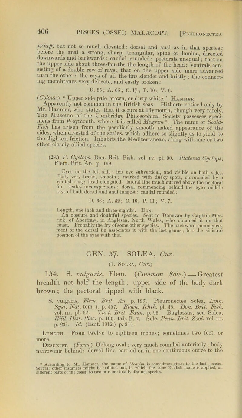 46(j Whiff, but not so much elevated: dorsal and anal as in that species; before the anal a strong, sharp, triangular, spine or lamina, directed downwards and backwards: caudal rounded: pectorals unequal; that on the upper side about three-fourths the length of the head: ventrals con- sisting of a double row of rays; that on the upper side more advanced than the other : the rays of all the fins slender and bristly; the connect- ing membranes very delicate, and easily broken : D. 85; A. 66; C. 17; P. 10; V. G. {Colour.) “ Upper side pale brown, or dirty white.” Hanmer. Apparently not common in the British seas. Hitherto noticed only by Mr. Hanmer, who states that it occurs at Plymouth, though very rarely. The Museum of the Cambridge Philosophical Society possesses speci- mens from Weymouth, where it is called Megrim*. The name of Scald- Fish has arisen from the peculiarly smooth naked appearance of the sides, when divested of the scales, which adhere so slightly as to yield to the slightest friction. Inhabits the Mediterranean, along with one or two other closely allied species. (28.) P. Cyclops, Don. Brit. Fish. vol. iv. pi. 90. Platessa Cyclops, Flem. Brit. An. p. 199. Eyes on the left side : left eye subvertical, and visible on both sides. Body very broad, smooth; marked with dusky spots, surrounded by a whitish ring : head elongated : lateral line much curved above the pectoral fin: scales inconspicuous: dorsal commencing behind the eye: middle rays of both dorsal and anal longest: caudal rounded : D. 66; A. 52; C. 16; P. 11 ; V. 7- Length, one inch and three-eighths. Don. An obscure and doubtful species. Sent to Donovan by Captain Mer- rick, of Aberfraw, in Anglesea, North Wales, who obtained it on that coast. Probably the fry of some other species. The backward commence- ment of the dorsal fin associates it with the last genus; but the sinistral position of the eyes with this. GEN. 57. SOLEA, Cuv. (1. SOLEA, Cl(V.) 154. S. vulgaris, Flem. (Common Sole.) — Greatest breadth not half the length : upper side of the body dark brown ; the pectoral tipped with black. S. vulgaris, Flem. Brit. An. p. 197. Pleuronectes Solea, Linn. Syst. Nat. tom. 1. p. 457. Bloch, Ichth. pi. 45. Don. Brit. Fish. vol. hi. pi. 62. Turt. Brit.. Faun. p. 96. Buglossus, seu Solea, Will. Hist. Pise. p. 100. tab. F. 7. Sole, Penn. Brit. Zool. vol. hi. p. 231. Id. (Edit. 1812.) p. 311. Length. From twelve to eighteen inches; sometimes two feet, or more. Descrtpt. {Form.) Oblong-oval; very much rounded anteriorly; body narrowing behind: dorsal line carried on in one continuous curve to the * According to Mr. Hanmer, the name of Megrim is sometimes given to the last species. Several other instances might be pointed out, in which the same English name is applied, on different parts of the coast, to two or more totally distinct species.