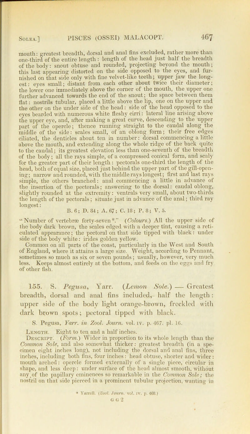 mouth: greatest breadth, dorsal and anal fins excluded, rather more than one-third of the entire length : length of the head just half the breadth of the body: snout obtuse and rounded, projecting beyond the mouth; this last appearing distorted on the side opposed to the eyes, and fur- nished on that side only with fine velvet-like teeth; upper jaw the long- est: eyes small; distant from each other about twice their diameter; the lower one immediately above the corner of the mouth, the upper one further advanced towards the end of the snout; the space between them fiat: nostrils tubular, placed a little above the lip, one on the upper and the other on the under side of the head: side of the head opposed to the eyes bearded with numerous white fleshy cirri: lateral line arising above the upper eye, and, after making a great curve, descending to the upper part of the opercle; thence running straight to the caudal along the middle of the side: scales small, of an oblong form; their free edges ciliated, the denticles about ten in number: dorsal commencing a little above the mouth, and extending along the whole ridge of the back quite to the caudal; its greatest elevation less than one-seventh of the breadth of the body; all the rays simple, of a compressed conical form, and scaly for the greater part of their length: pectorals one-third the length of the head, both of equal size, placed just behind the upper part of the gill-open- ing; narrow and rounded, with the middle rays longest ; first and last rays simple, the others branched: anal commencing a little in advance of the insertion of the pectorals; answering to the dorsal: caudal oblong, slightly rounded at the extremity: ventrals very small, about two-thirds the length of the pectorals; situate just in advance of the anal; third ray longest : B. G; D. 84 ; A. G7; C. 18; P. 8; V. 5. “Number of vertebrae forty-seven*.” {Colours.) All the upper side of the body dark brown, the scales edged with a deeper tint, causing a reti- culated appearance; the pectoral on that side tipped with black: under side of the body white: irides golden yellow. Common on all parts of the coast, particularly in the West and South of England, where it attains a large size. Weight, according to Pennant, sometimes so much as six or seven pounds; usually, however, very much less. Keeps almost entirely at the bottom, and feeds on the eggs and fry of other fish. 155. S. Pegusa, Yarr. (Lemon Sole.) — Greatest breadth, dorsal and anal fins included, half the length : upper side of the body light orange-brown, freckled with dark brown spots; pectoral tipped with black. S. Pegusa, Yarr. in Zool. Journ. vol. iv. p.467. pi. 16. Length. Eight to ten and a half inches. Descript. {Form.) Wider in proportion to its whole length than the Common Sole, and also somewhat thicker: greatest breadth (in a spe- cimen eight inches long), not including the dorsal and anal fins, three inches, including both fins, four inches: head obtuse, shorter and wider: mouth arched: opercle formed externally of a single piece, circular in shape, and less deep: under surface of the head almost smooth, without any_of the papillary eminences so remarkable in the Common Sole; the nostril on that side pierced in a prominent tubular projection, wanting in Yarrell. (Zool. Journ. vol. iv. p. 4G8.) G G 2