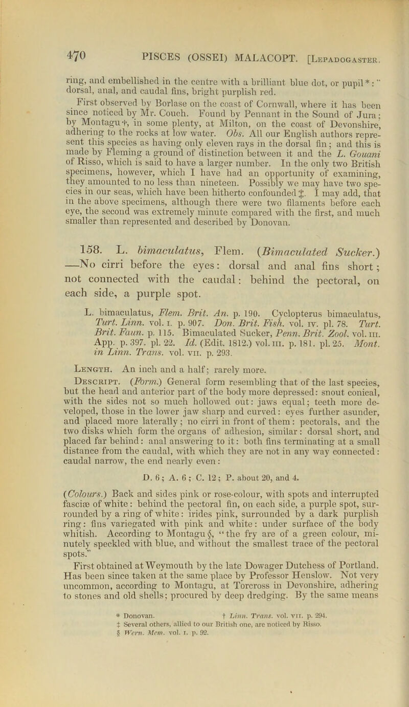 ring, and embellished in the centre with a brilliant blue dot, or pupil* :  dorsal, anal, and caudal fins, bright purplish red. First observed by Borlase on the coast of Cornwall, where it has been since noticed by Mr. Couch. Found by Pennant in the Sound of Jura: by Montagu+, in some plenty, at Milton, on the coast of Devonshire, adhering to the rocks at. low water. Obs. All our English authors repre- sent this species as having only eleven rays in the dorsal fin; and this is made by Fleming a ground of distinction between it and the L. Gouani of Risso, which is said to have a larger number. In the only two British specimens, however, which I have had an opportunity of examining, they amounted to no less than nineteen. Possibly we may have two spe- cies in our seas, which have been hitherto confounded $. I may add, that in the above specimens, although there were two filaments before each eye, the second was extremely minute compared with the first, and much smaller than represented and described by Donovan. 158. L. biniaculatus, Flern. (Bimaculated Sucker.) —No cirri before the eyes: dorsal and anal fins short; not connected with the caudal: behind the pectoral, on each side, a purple spot. L. bimaculatus, Flem. Brit. An. p. 190. Cyclopterus bimaeulatus. Tart. Linn. vol. i. p. 907. Don. Brit. Fish. vol. iv. pi. 78. Tart. Brit. Faun. p. 115. Bimaculated Sucker, Penn. Brit. Zool. vol. hi. App. p. 397. pi. 22. Id. (Edit. 1812.) vol. hi. p. 181. pi. 25. Mont, in Linn. Trans, vol. vn. p. 293. Length. An inch and a half; rarely more. Descript. {Form.) General form resembling that of the last species, but the head and anterior part of the body more depressed: snout conical, with the sides not so much hollowed out: jaws equal; teeth more de- veloped, those in the lower jaw sharp and curved: eyes further asunder, and placed more laterally ; no cirri in front of them : pectorals, and the two disks which form the organs of adhesion, similar: dorsal short, and placed far behind: anal answering to it: both fins terminating at a small distance from the caudal, with which they are not in any way connected : caudal narrow, the end nearly even: D.6; A.6 ; C. 12; P. about 20, and 4. {Colours.) Back and sides pink or rose-colour, with spots and interrupted fasciae of white : behind the pectoral fin, on each side, a purple spot, sur- rounded by a ring of white: irides pink, surrounded by a dark purplish ring: fins variegated with pink and white: under surface of the body whitish. According to Montagu §, “ the fry are of a green colour, mi- nutely speckled with blue, and without the smallest trace of the pectoral spots.” First obtained at Weymouth by the late Dowager Dutchess of Portland. Has been since taken at the same place by Professor Henslow. Not very uncommon, according to Montagu, at Torcross in Devonshire, adhering to stones and old shells; procured by deep dredging. By the same means * Donovan. t Linn. Trans, vol. vii. p. 294. t Several others, allied to our British one, are noticed by Risso. § Went. Mem. vol. i. p. 92.