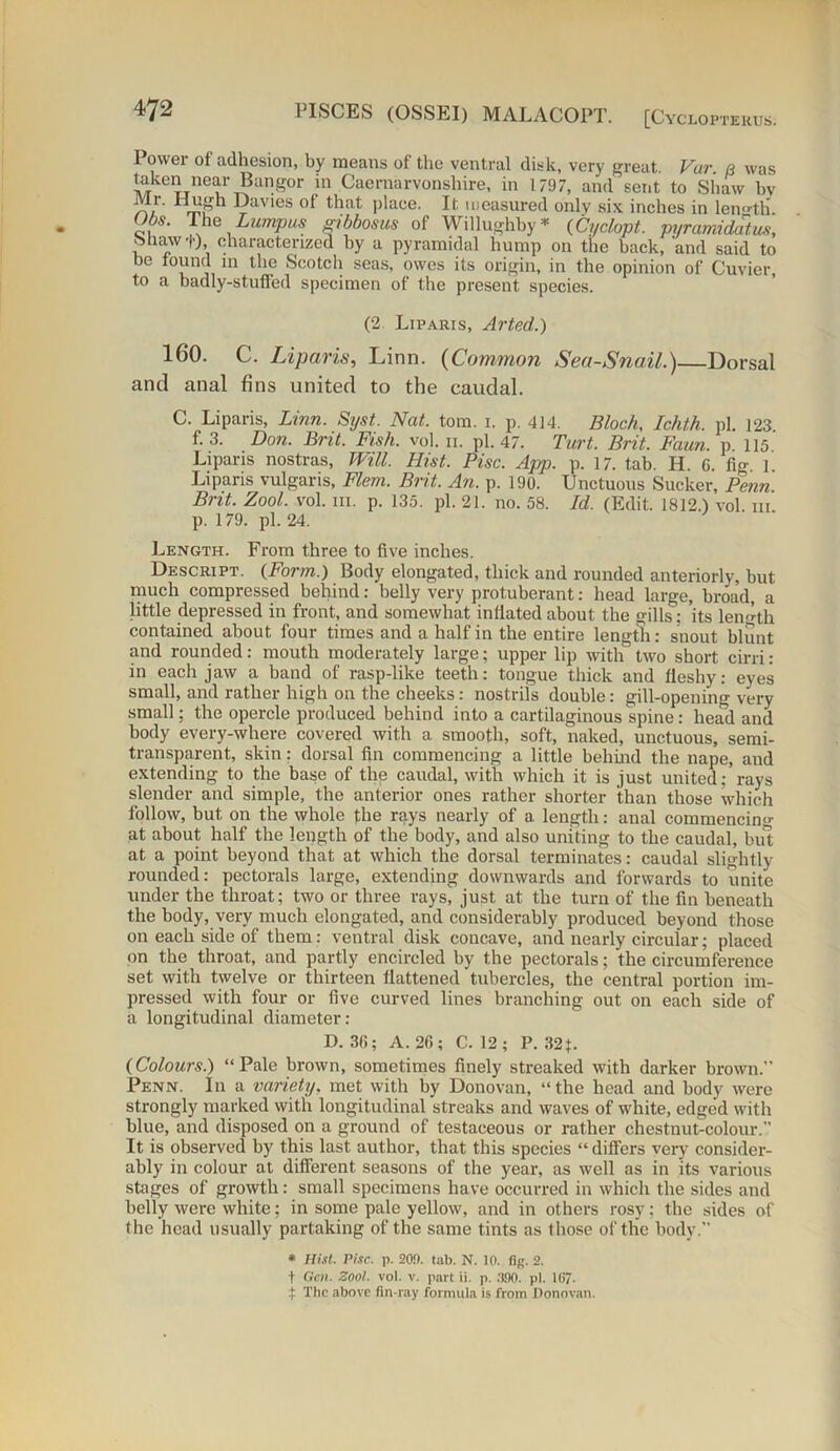 Power of adhesion, by means of the ventral disk, very great. Far. a was taken near Bangor in Caernarvonshire, in 1797, and sent to Shaw bv ,,1.1' Davies of that place. It measured only six inches in length. Ubs. The Lumpus gibbosus of Willughby * (Cyclopt. pyramidotus, bhaw+), characterized by a pyramidal hump on the back, 'and said to be found m the Scotch seas, owes its origin, in the opinion of Cuvier, to a badly-stuffed specimen of the present species. (2. Liparis, Artec/,.) 160. C. Liparis, Linn. (Common Sea-Snail.)—Dorsal and anal fins united to the caudal. C. Liparis, Linn. Syst. Nat. tom. i. p. 414. Bloch, Ichth. pi. 123. f. 3. Don. Brit. Fish. vol. n. pi. 47. Turt. Brit. Faun, p 115 Liparis nostras, Will. Hist. Pise. App. p. 17. tab. H. C. fig 1 Liparis vulgaris, Flem. Brit. An. p. 190. Unctuous Sucker, Penn Brit. Zool. vol. in. p. 135. pi. 21. no. 58. Id. (Edit. 1812.) vol. hi. p. 179. pi. 24. Length. From three to five inches. Descript. {Form.) Body elongated, thick and rounded anteriorly, but much compressed behind: belly very protuberant: head large, broad, a little depressed in front, and somewhat inliated about the gills: its length contained about four times and a half in the entire length: snout blunt and rounded: mouth moderately large; upper lip with two short cirri: in each jaw a band of rasp-like teeth: tongue thick and fleshy: eyes small, and rather high on the cheeks: nostrils double: gill-opening very small; the opercle produced behind into a cartilaginous spine: head and body every-where covered with a smooth, soft, naked, unctuous, semi- transparent, skin: dorsal fin commencing a little behind the nape, and extending to the base of the caudal, with which it is just united; rays slender and simple, the anterior ones rather shorter than those which follow, but on the whole the rays nearly of a length: anal commencing at about half the length of the body, and also uniting to the caudal, but at a point beyond that at which the dorsal terminates: caudal slightly- rounded: pectorals large, extending downwards and forwards to unite under the throat; two or three rays, just at the turn of the fin beneath the body, very much elongated, and considerably produced beyond those on each side of them: ventral disk concave, and nearly circular; placed on the throat, and partly encircled by the pectorals; the circumference set with twelve or thirteen flattened tubercles, the central portion im- pressed with four or five curved lines branching out on each side of a longitudinal diameter: D. 36; A. 26; C. 12; P. 32f. {Colours.) “Pale brown, sometimes finely streaked with darker brown. Penn. In a variety. met with by Donovan, “the head and body were strongly marked with longitudinal streaks and waves of white, edged with blue, and disposed on a ground of testaceous or rather chestnut-colour.” It is observed by this last author, that this species “ differs very consider- ably in colour at different seasons of the year, as well as in its various stages of growth: small specimens have occurred in which the sides and belly were white; in some pale yellow, and in others rosy; the sides of the head usually partaking of the same tints as those of the body. * Hist. Vise. p. 20!). tab. N. 10. fig. 2. t Clcn. Zool. vol. v. part ii. p. 390. pi. 107. j The above fin-ray formula is from Donovan.