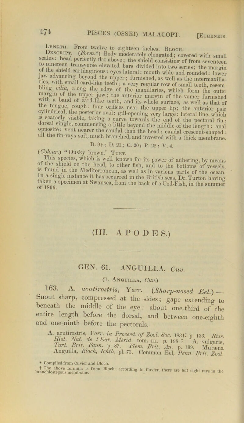 4-74 [Echkneis. Length. From twelve to eighteen inches. Bloch. Prescript {Form*) Body moderately elongated; covered with small scales : head perfectly flat above; the shield consisting of from seventeen of t’!!' )601! transyerse elevated bars divided into two series; the margin ol the shield cartilaginous: eyes lateral: mouth wide and rounded: lower S aiLnCmgnbey°1n1d1 the uPPer 5 furnished, as well as the intermaxilla- Ir f card-like teeth; a very regular row of small teeth, resem- ‘V ctlia, along the edge of the maxillaries, which form the outer :^m , the upper jaw: the anterior margin of the vomer furnished \ . a band of card-like teeth, and its whole surface, as well as that of le tongue, rough: lour orifices near the upper lip; the anterior pair cylindrical, the posterior oval: gill-opening very large: lateral line, which is scarcely visible, taking a curve towards the end of the pectoral fin: dorsal single, commencing a little beyond the middle of the length : anal opposi e. vent nearer the caudal than the head: caudal crescent-shaped: all the fan-rays soft, much branched, and invested with a thick membrane. B. 9f ; D. 21; C. 20; P. 22; V. 4. (Colour.) “Dusky brown.” Turt. This species, which is well known for its power of adhering, by means . ,. shield °n the head, to other fish, and to the bottoms of vessels, is tound in the Mediterranean, as well as in various parts of the ocean, in a single instance it has occurred in the British seas, Dr. Turton having taken a specimen at Swansea, from the back of a Cod-Fish, in the summer of 1806. (III. APO I) E S.) GEN. 61. ANGUILLA, Cuv. (1. Anguilla, Cuv.) 163. A. acutirostris, Yarr. (Sharp-nosed Eel.) Snout sharp, compressed at the sides; gape extending to beneath the middle of the eye: about one-third of the entire length before the dorsal, and between one-eighth and one-ninth before the pectorals. A. acuhrostns, Fam in Proceed, of Zool. Soc. 1831. p. 133. Piss HtsL Bat de lEur. Mind. tom. hi. p. 198.? A. vulgaris, Turt. Brit. Faun. p 87 FIem. Brit. An. p. 199. Murama Anguilla, Bloch, lchth. pi. 73. Common Eel, Penn. Brit. Zool. * Compiled from Cuvier and Bloch. branchfostcgous membrane. fr°m B'0C= aeCordta« t0 Cl,vier> ,hcre eight rays in the