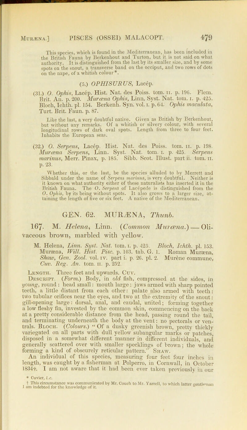 This species, which is found in the Mediterranean, has been included in the British Fauna by Berkenhout and Turton, but it is not said on what authority. It is distinguished from the last by its smaller size, and by some spots on the snout, a transverse band on the occiput, and two rows of dots on the nape, of a whitish colour*. (5.) OPHISURUS, Lacep. (31.) 0. Ophis, Lacep. Hist. Nat. des Poiss. tom. 11. p. 196. Flem. Brit. An. p. 200. Murcena Ophis, Linn. Syst. Nat. tom. 1. p. 425. Bloch, Ichth. pi. 154. Berkenli. Syn. vol. 1. p. 64. Ophis maculata, Turt. Brit. Faun. p. 87. Like the last, a very doubtful native. Given as British by Berkenhout, but without any remarks. Of a whitish or silvery colour, with several longitudinal rows of dark oval spots. Length from three to four feet. Inhabits the European seas. (32.) 0. Serpens, Lac6p. Hist. Nat. des Poiss. tom. 11. p. 198. Mureena Serpens, Linn. Syst. Nat. tom. 1. p. 425. Serpens marinus, Merr. Pinax, p. 185. Sibb. Scot. Illust. part ii. tom. n. p. 23. Whether this, or the last, be the species alluded to by Merrett and Sibbald under the name of Serpens marinus, is very doubtful. Neither is it known on what authority either of these naturalists has inserted it in the British Fauna. The 0. Serpens of Laeepede is distinguished from the 0. Ophis, by its being without spots. It also grows to a larger size, at- taining the length of five or six feet. A native of the Mediterranean. GEN. 62. MlTRzENA, Thunb. 167- M. Helena, Linn. (Common Mureena.)— Oli- vaceous brown, marbled with yellow. M. Helena, Linn. Syst. Nat. tom. 1. p. 425. Bloch, Ichth. pi. 153. Mursena, Will. Hist. Pise. p. 103. tab. G. 1. Roman Murama, Shaw, Gen. Zool. vol. iv. part i. p. 26. pi. 2. Murene commune, Cuv. Reg. An. tom. 11. p. 252. Length. Three feet and upwards. Cuv. Descript. {Form.) Body, in old fish, compressed at the sides, in young, round : head small: mouth large: jaws armed with sharp pointed teeth, a little distant from each other: palate also armed with teeth: two tubular orifices near the eyes, and two at the extremity of the snout: gill-opening large: dorsal, anal, and caudal, united; forming together a low fleshy fin, invested by the common skin, commencing on the back at a pretty considerable distance from the head, passing round the tail, and terminating underneath the body at the vent: no pectorals or ven- trals. Bloch. {Colours.) “ Of a dusky greenish brown, pretty thickly variegated on all parts with dull yellow subangular marks or patches, disposed in a somewhat different manner in different individuals, and generally scattered over with smaller specklings of brown; the whole forming a kind of obscurely reticular pattern.” Shaw. An individual of this species, measuring four feet four inches in length, was caught by a fisherman at Polperro, in Cornwall, in October 1834f. I am not aware that it had been ever taken previously in our * Cuvier, l. c. t This circumstance was communicated by Mr. Couch to Mr. Yarrell, to which latter gentleman I am indebted for the knowledge of it. I