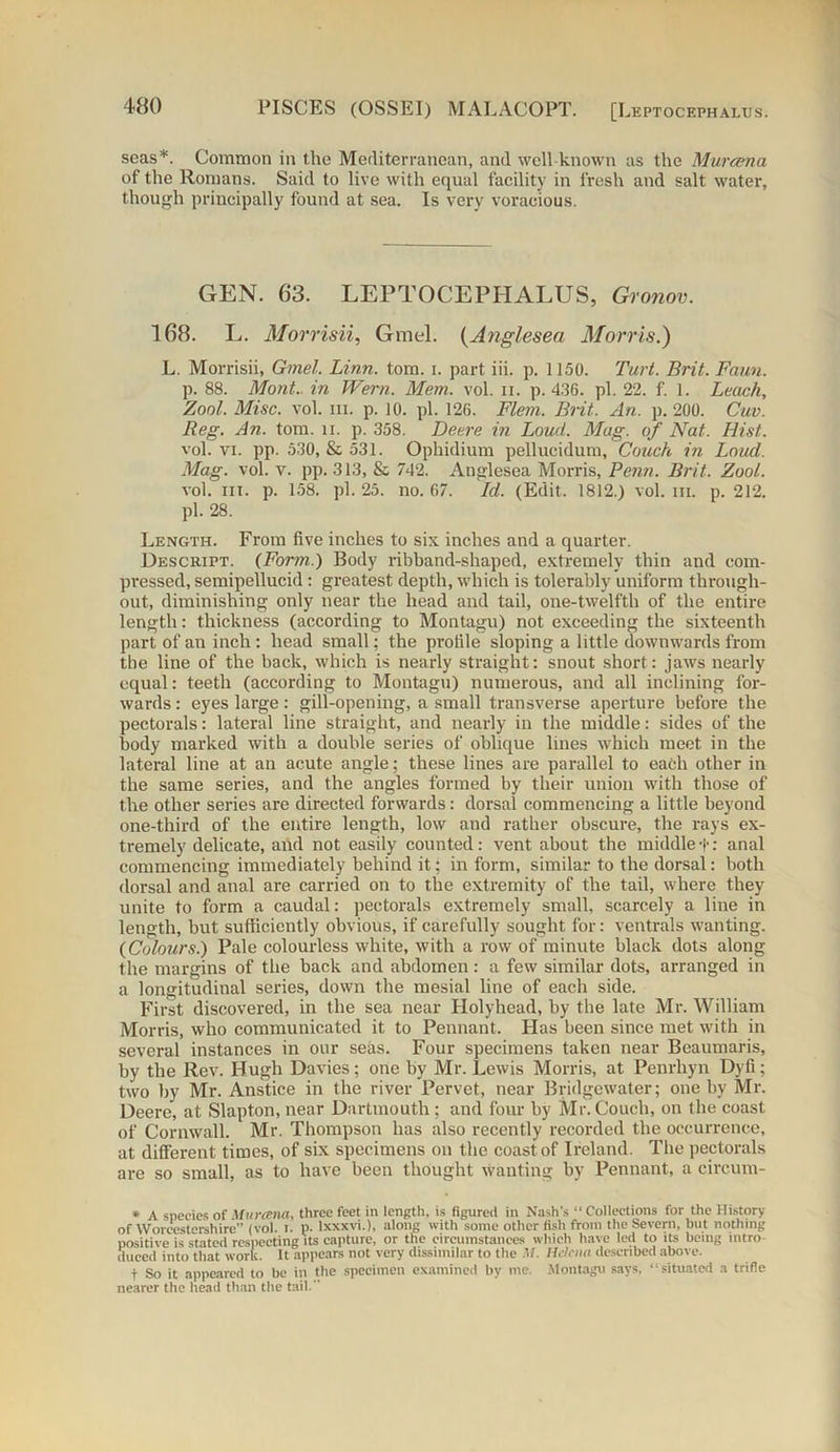 seas*. Common in the Mediterranean, and well known as the Murcena of the Romans. Said to live with equal facility in fresh and salt water, though principally found at sea. Is very voracious. GEN. 63. LEPTOCEPHALUS, Gronov. 168. L. Morrisii, Gmel. (Angl-esea Morris.) L. Morrisii, Gmel. Linn. tom. i. part iii. p. 1150. Turt. Brit. Faun. p. 88. Mont., in Wern. Mem. vol. n. p.436. pi. 22. f. 1. Leach, Zool. Misc. vol. iii. p. 10. pi. 126. Flem. Brit. An. p. 200. Cuv. Reg. An. tom. ii. p. 358. Deere in Loud. Mag. of Nat. Hist. vol. vi. pp. 530, & 531. Ophidium pellueidum, Couch in Loud. Mag. vol. v. pp. 313, & 742. Anglesea Morris, Penn. Brit. Zool. vol. ill. p. 158. pi. 25. no. 67. Id. (Edit. 1812.) vol. in. p. 212. pi. 28. Length. From five inches to six inches and a quarter. Descript. (Form.) Body ribband-shaped, extremely thin and com- pressed, semipellucid : greatest depth, which is tolerably uniform through- out, diminishing only near the head and tail, one-twelfth of the entire length: thickness (according to Montagu) not exceeding the sixteenth part of an inch : head small; the profile sloping a little downwards from the line of the back, which is nearly straight: snout short: jaws nearly equal: teeth (according to Montagu) numerous, and all inclining for- wards : eyes large: gill-opening, a small transverse aperture before the pectorals: lateral line straight, and nearly in the middle: sides of the body marked with a double series of oblique lines which meet in the lateral line at an acute angle; these lines are parallel to each other in the same series, and the angles formed by their union with those of the other series are directed forwards: dorsal commencing a little beyond one-third of the entire length, low and rather obscure, the rays ex- tremely delicate, and not easily counted: vent about the middlet: anal commencing immediately behind it; in form, similar to the dorsal: both dorsal and anal are carried on to the extremity of the tail, where they unite to form a caudal: pectorals extremely small, scarcely a line in length, but sufficiently obvious, if carefully sought for: ventrals wanting. (Colours.) Pale colourless white, with a row of minute black dots along the margins of the back and abdomen: a few similar dots, arranged in a longitudinal series, down the mesial line of each side. First discovered, in the sea near Holyhead, by the late Mr. William Morris, who communicated it to Pennant. Has been since met with in several instances in our seas. Four specimens taken near Beaumaris, by the Rev. Hugh Davies; one by Mr. Lewis Morris, at Penrliyn Dyfi; two by Mr. Anstice in the river Pervet, near Bridgewater; one by Mr. Deere, at Slapton, near Dartmouth ; and four by Mr. Couch, on the coast of Cornwall. Mr. Thompson has also recently recorded the occurrence, at different times, of six specimens on the coast of Ireland. The pectorals are so small, as to have been thought wanting by Pennant, a circum- * A species of Murcena, three feet in length, is figured in Nash's “ Collections for the History of Worcestershire” (vol. i. p. lxxxvi.), along with some other fish from the Severn, but nothing positive is stated respecting its capture, or the circumstances which have led to its being intro duced into that worls. It appears not very dissimilar to the M. Helena described above. t So it appeared to be in the specimen examined by me. Montagu says, “situated a trifle nearer the head than the tail- 