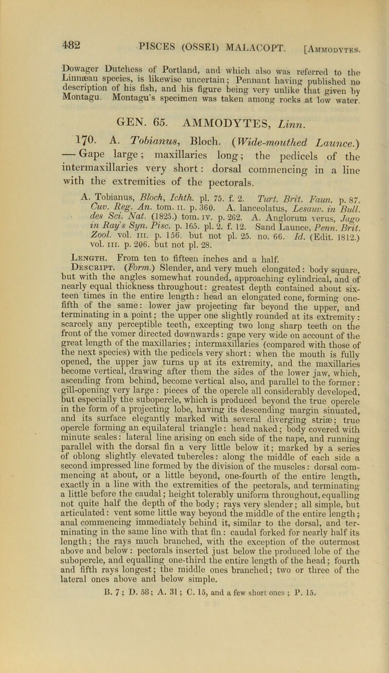 Dowager Dutchess of Portland, and which also was referred to the Linnsean species, is likewise uncertain; Pennant having published no description of his fish, and his figure being very unlike that given by Montagu. Montagu’s specimen was taken among rocks at low water. GEN. 65. AMMODYTES, Linn. 170. A. Tobianus, Bloch. (Wide-mouthed, Launce.) — Gape large; maxillaries long; the pedicels of the intermaxillaries very short: dorsal commencing in a line with the extremities of the pectorals. A. Tobianus, Bloch, Ichth. pi. 75. f. 2. Tart. Brit. Faun. p. 87. Guv. Reg. An. tom. n. p. 360. A. lanceolatus, Lesauv. in Bull, des Sci. Nat. (1825.) tom. iv. p.262. A. Anglorum verus, Jago in Ray's Syn. Pise. p. 165. pi. 2. f. 12. Sand Launce, Penn. Brit. Zool. vol. hi. p. 156. but not pi. 25. no. 66. Id. (Edit. 1812.) vol. hi. p. 206. but not pi. 28. Length. From ten to fifteen inches and a half. Descript. (Form.) Slender, and very much elongated: body square, but with the angles somewhat rounded, approaching cylindrical, and of nearly equal thickness throughout: greatest depth contained about six- teen times in the entire length: head an elongated cone, forming one- fifth of the same: lower jaw projecting far beyond the upper, and terminating in a point; the upper one slightly rounded at its extremity : scarcely any perceptible teeth, excepting two long sharp teeth on the front of the vomer directed downwards: gape very wide on account of the great length of the maxillaries; intermaxillaries (compared with those of the next species) with the pedicels very short: when the mouth is fully opened, the upper jaw turns up at its extremity, and the maxillaries become vertical, drawing after them the sides of the lower jaw, which, ascending from behind, become vertical also, and parallel to the former: gill-opening very large : pieces of the opercle all considerably developed, but especially the subopercle, which is produced beyond the true opercle in the form of a projecting lobe, having its descending margin sinuated, and its surface elegantly marked with several diverging strife; true opercle forming an equilateral triangle: head naked; body covered with minute scales: lateral line arising on each side of the nape, and running parallel with the dorsal fin a very little below it; marked by a series of oblong slightly elevated tubercles: along the middle of each side a second impressed line formed by the division of the muscles: dorsal com- mencing at about, or a little beyond, one-fourth of the entire length, exactly in a line with the extremities of the pectorals, and terminating a little before the caudal; height tolerably uniform throughout, equalling not quite half the depth of the body; rays very slender; all simple, but. articulated: vent some little way beyond the middle of the entire length ; anal commencing immediately behind it, similar to the dorsal, and ter- minating in the same line with that fin: caudal forked for nearly half its length; the rays much branched, with the exception of the outermost above and below : pectorals inserted just below the produced lobe of the subopercle, and equalling one-third the entire length of the head; fourth and fifth rays longest; the middle ones branched; two or three of the lateral ones above and below simple. B. 7 ; D. 58; A. 31; C. 15, and a few short ones ; P. 15.