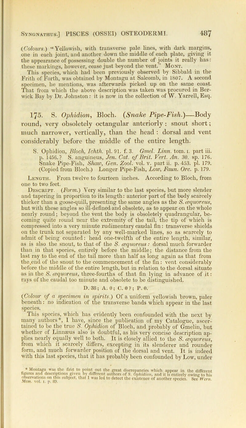 (Colours.) “Yellowish, with transverse pale lines, with dark margins, one in each joint, and another down the middle of each plate, giving it the appearance of possessing double the number of joints it really has: these markings, however, cease just beyond the vent.' Mont. This species, which had been previously observed by Sibbald in the Frith of Forth, was obtained by Montagu at Salcomb, in 1807. A second specimen, he mentions, was afterwards picked up on the same coast. That from which the above description was taken was procured in Ber- wick Bay by Dr. Johnston : it is now in the collection of W. Yarrell, Esq. 175. S. Ophidion, Bloch. (Snake Pipe-Fish.)—Body round, very obsoletely octangular anteriorly: snout short; much narrower, vertically, than the head : dorsal and vent considerably before the middle of the entire length. S. Ophidion, Bloch, Ichth. pi. 91. f. 3. Gmel. Linn. tom. 1. part iii. p. 1456.? S. anguineus, Jen. Cat. of Brit. Vert. An. 30. sp. 176. Snake Pipe-Fish, Shaw, Gen. Zool. vol. v. part ii. p. 453. pi. 179. (Copied from Bloch.) Longer Pipe-Fish, Low, Faun. Ore. p. 179. Length. From twelve to fourteen inches. According to Bloch, from one to two feet. Descript. {Form.) Very similar to the last species, but more slender and tapering in proportion to its length: anterior part of the body scarcely thicker than a goose-quill, presenting the same angles as the S. cequoreus, but with these angles so ill-defined and obsolete, as to appear on the whole nearly round; beyond the vent the body is obsoletely quadrangular, be- coming quite round near the extremity of the tail, the tip of which is compressed into a very minute rudimentary caudal fin: transverse shields on the trunk not separated by any well-marked lines, so as scarcely to admit of being counted: head one-twelfth of the entire length, similar, as is also the snout, to that of the S. cequoreus: dorsal much forwarder than in that species, entirely before the middle; the distance from the last ray to the end of the tail more than half as long again as that from the .end of the snout to the commencement of the fin: vent considerably before the middle of the entire length, but in relation to the dorsal situate as in the S. cequoreus, three-fourths of that fin lying in advance of it: rays of the caudal too minute and obsolete to be distinguished. D. 38; A. 0; C. 0?; P. 0. (Colour of a specimen in spirits.) Of a uniform yellowish brown, paler beneath: no indication of the transverse bands which appear in the last species. This species, which has evidently been confounded with the next by many authors *, 1 have, since the publication of my Catalogue, ascer- tained to be the true S. Ophidion of Bloch, and probably of Gmelin, but whether of Linnaeus also is doubtful, as his very concise description ap- plies nearly equally well to both. It is closely allied to the S. cequoreus, from which it scarcely differs, excepting in its slenderer and rounder form, and much forwarder position of the dorsal and vent. It is indeed with this last species, that it has probably been confounded by Low, under * Montagu was the first to point out the great discrepancies which appear in the different figures and descriptions given by different authors of S. Ophidion, and it is entirely owing to his observations on this subject, that I was led to detect the existence of another species. See fVcrn Mem. vol. 1. p. 81).