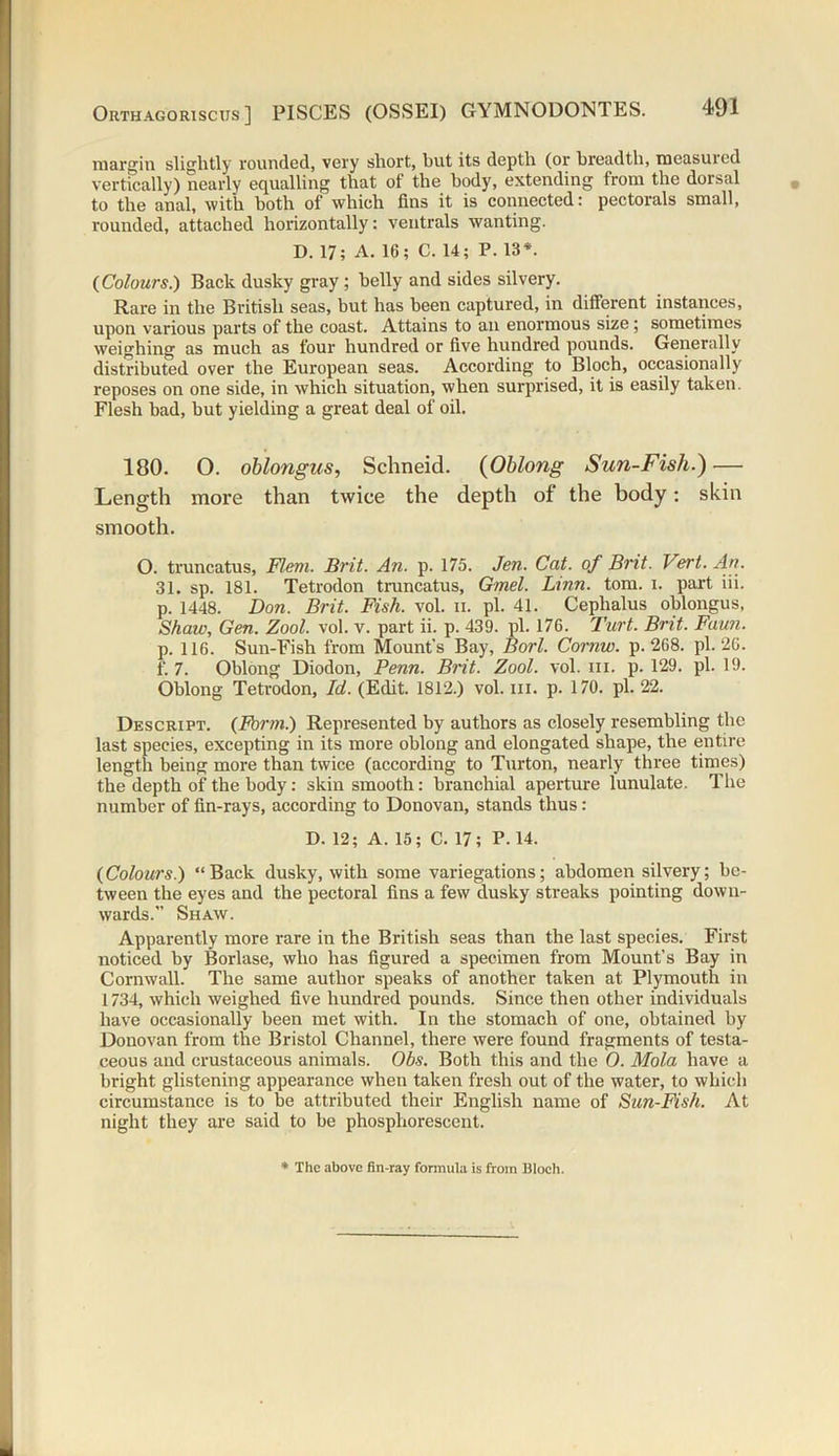 margin slightly rounded, very short, but its depth (or breadth, measuicd vertically) nearly equalling that of the body, extending from the dorsal to the anal, with both of which fins it is connected: pectorals small, rounded, attached horizontally: ventrals wanting. D. 17; A. 16; C. 14; P. 13*. (Colours.) Back dusky gray ; belly and sides silvery. Rare in the British seas, but has been captured, in different instances, upon various parts of the coast. Attains to an enormous size; sometimes weighing as much as four hundred or five hundred pounds. Generally distributed over the European seas. According to Bloch, occasionally reposes on one side, in which situation, when surprised, it is easily taken. Flesh bad, but yielding a great deal of oil. 180. O. oblongus, Schneid. (Oblong Sun-Fish.) — Length more than twice the depth of the body: skin smooth. O. truncatus, Flem. Brit. An. p. 175. Jen. Cat. of Bnt. Vert. An. 31. sp. 181. Tetrodon truncatus, Gmel. Lmn. tom. i. part iii. p. 1448. Don. Brit. Fish. vol. n. pi. 41. Cephalus oblongus, Shaw, Gen. Zool. vol. v. part ii. p. 439. pi. 176. Turt. Bnt. Faun. p. 116. Sun-Fish from Mount’s Bay, Borl. Cornw. p.268. pi. 26. f. 7. Oblong Diodon, Penn. Brit. Zool. vol. in. p. 129. pi. 19. Oblong Tetrodon, Id. (Edit. 1812.) vol. hi. p. 170. pi. 22. Descript. (Form.) Represented by authors as closely resembling the last species, excepting in its more oblong and elongated shape, the entire length being more than twice (according to Turton, nearly three times) the depth of the body: skin smooth: branchial aperture lunulate. The number of fin-rays, according to Donovan, stands thus : D. 12; A.15; C.17; P.14. (Colours.) “Back dusky, with some variegations; abdomen silvery; be- tween the eyes and the pectoral fins a few dusky streaks pointing down- wards.” Shaw. Apparently more rare in the British seas than the last species. First noticed by Borlase, who has figured a specimen from Mount’s Bay in Cornwall. The same author speaks of another taken at Plymouth in 1734, which weighed five hundred pounds. Since then other individuals have occasionally been met with. In the stomach of one, obtained by Donovan from the Bristol Channel, there were found fragments of testa- ceous and crustaceous animals. Obs. Both this and the 0. Mola have a bright glistening appearance when taken fresh out of the water, to which circumstance is to be attributed their English name of Sun-Fish. At night they are said to be phosphorescent.