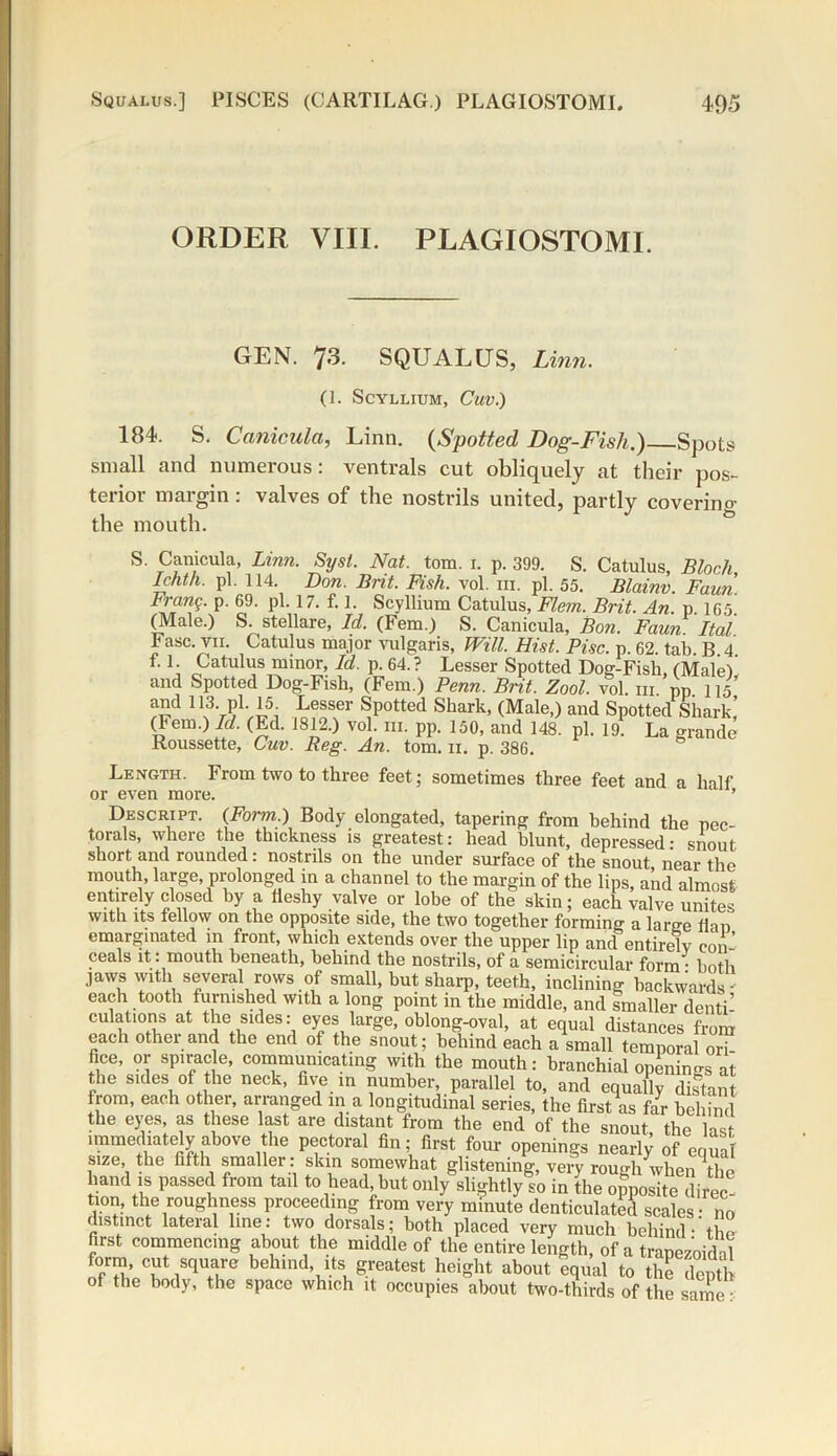 ORDER VIII. PLAGIOSTOMI. GEN. 73. SQUALUS, Linn. (I. SCYLLIUM, CUV.) 184. S. Canicula, Linn. (Spotted Dog-Fish.) Spots small and numerous: ventrals cut obliquely at their pos- terior margin: valves of the nostrils united, partly coverino- the mouth. S. Canicula, Linn. Sysl. Nat. tom. 1. p. 399. S. Catulus, Bloch, lentil, pi. 114. Don. Brit. Fish. vol. in. pi. 55. Blainv Faun Frang. p. 69. pi. 17. f. 1. Scyllium Catulus, Flem. Brit. An. p IG5’ (Male.) S. stellare, Id. (Fem.) S. Canicula, Bon. Faun Ital Fasc. vii. Catulus major vulgaris, Will. Hist. Pise. p. 62. tab. B.4. f. 1. Catulus minor. Id. p. 64.? Lesser Spotted Dog-Fish, (Male), and Spotted Dog-Fish, (Fem.) Penn. Brit. Zool. vol. in pp 115 and 113. pi.15 Lesser Spotted Shark, (Male,) and Spotted Shark’ (Fem.) M (Ed. 1812.) vol. m. pp. 150, and 148. pi. 19. La grande Roussette, Cuv. Reg. An. tom. n. p. 386. Length. From two to three feet; sometimes three feet and a half or even more. ’ Descript. (Form.) Body elongated, tapering from behind the pec- torals, where the thickness is greatest: head blunt, depressed: snout short and rounded: nostrils on the under surface of the snout, near the mouth, large, prolonged in a channel to the margin of the lips, and almost entirely closed by a fleshy valve or lobe of the skin; each valve unites with its fellow on the opposite side, the two together forming a large flan emarginated in front, which extends over the upper lip and entirely con- ceals it: mouth beneath, behind the nostrils, of a semicircular form • both jaws with several rows of small, but sharp, teeth, inclining backwards- each tooth furnished with a long point in the middle, and Smaller dentV dilations at the sides: eyes large, oblong-oval, at equal distances from each other and the end of the snout; behind each a small temporal or flee, or spiracle, communicating with the mouth: branchial openings at the sides of the neck, five m number, parallel to, and equally distant from, each other, arranged in a longitudinal series, the first as far behind the eyes, as these last are distant from the end of the snout the 1 n J immediately above the pectoral fin; first four openings nearly of equal size the fifth smaller: skin somewhat glistening, very rouMi when Th e hand is passed from tail to head, but only slightly so in the opposite direc- tier., the roughness proceeding from very minute denticulated scales: no distinct lateral line: two dorsals; both placed very much behind - the first commencing about the middle of the entire length, of a trapezoidal form, cut square behind its greatest height about equal to the depth of the body, the space which it occupies about two-thirds of the same