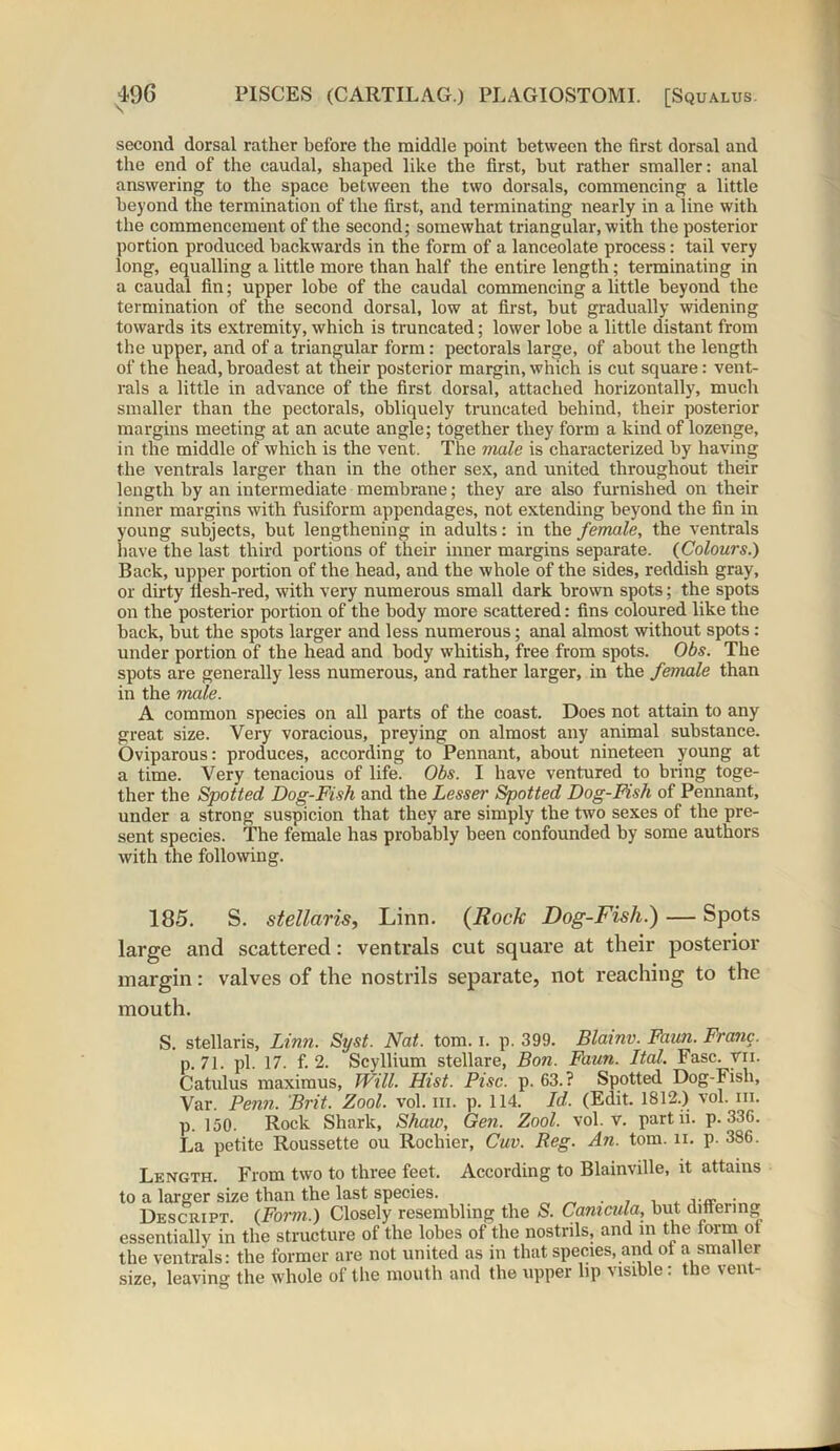 second dorsal rather before the middle point between the first dorsal and the end of the caudal, shaped like the first, but rather smaller: anal answering to the space between the two dorsals, commencing a little beyond the termination of the first, and terminating nearly in a line with the commencement of the second; somewhat triangular, with the posterior portion produced backwards in the form of a lanceolate process: tail very long, equalling a little more than half the entire length; terminating in a caudal fin; upper lobe of the caudal commencing a little beyond the termination of the second dorsal, low at first, but gradually widening towards its extremity, which is truncated; lower lobe a little distant from the upper, and of a triangular form: pectorals large, of about the length of the head, broadest at their posterior margin, which is cut square: vent- rals a little in advance of the first dorsal, attached horizontally, much smaller than the pectorals, obliquely truncated behind, their posterior margins meeting at an acute angle; together they form a kind of lozenge, in the middle of which is the vent. The male is characterized by having the ventrals larger than in the other sex, and united throughout their length by an intermediate membrane; they are also furnished on their inner margins with fusiform appendages, not extending beyond the fin in young subjects, but lengthening in adults: in the female, the ventrals have the last third portions of their inner margins separate. {Colours.) Back, upper portion of the head, and the whole of the sides, reddish gray, or dirty ilesh-red, with very numerous small dark brown spots; the spots on the posterior portion of the body more scattered: fins coloured like the back, but the spots larger and less numerous; anal almost without spots : under portion of the head and body whitish, free from spots. Obs. The spots are generally less numerous, and rather larger, in the female than in the male. A common species on all parts of the coast. Does not attain to any great size. Very voracious, preying on almost any animal substance. Oviparous: produces, according to Pennant, about nineteen young at a time. Very tenacious of life. Obs. I have ventured to bring toge- ther the Spotted Dog-Fish and the Lesser Spotted Dog-Fish of Pennant, under a strong suspicion that they are simply the two sexes of the pre- sent species. The female has probably been confounded by some authors with the following. 185. S. stellaris, Linn. (Rock Dog-Fish.) — Spots large and scattered: ventrals cut square at their posterior margin: valves of the nostrils separate, not reaching to the mouth. S. stellaris, Linn. Syst. Nat. tom. i. p. 399. Blainv. Faun. Franc. p. 71. pi. 17. f. 2. Scyllium stellare, Bon. Faun. Ital. Fasc. yu. Catulus maximus, Will. Hist. Pise. p. 63.? Spotted Dog-Fish, Var. Penn. Brit. Zool. vol. in. p. 114. Id. (Edit. 1812.) vol. hi. p. 150. Rock Shark, Shaw, Gen. Zool. vol. V. partii. p.336. La petite Roussette ou Rocliier, Cuv. Reg. An. tom. n. p. 386. Length. From two to three feet. According to Blainville, it attains to a larger size than the last species. , . Descript. {Form.) Closely resembling the S. Canicula, but differing essentially in the structure of the lobes of the nostrils, and in the form ol the ventrals: the former are not united as in that species, and of a smaller size, leaving the whole of the mouth and the upper lip visible: the vent-