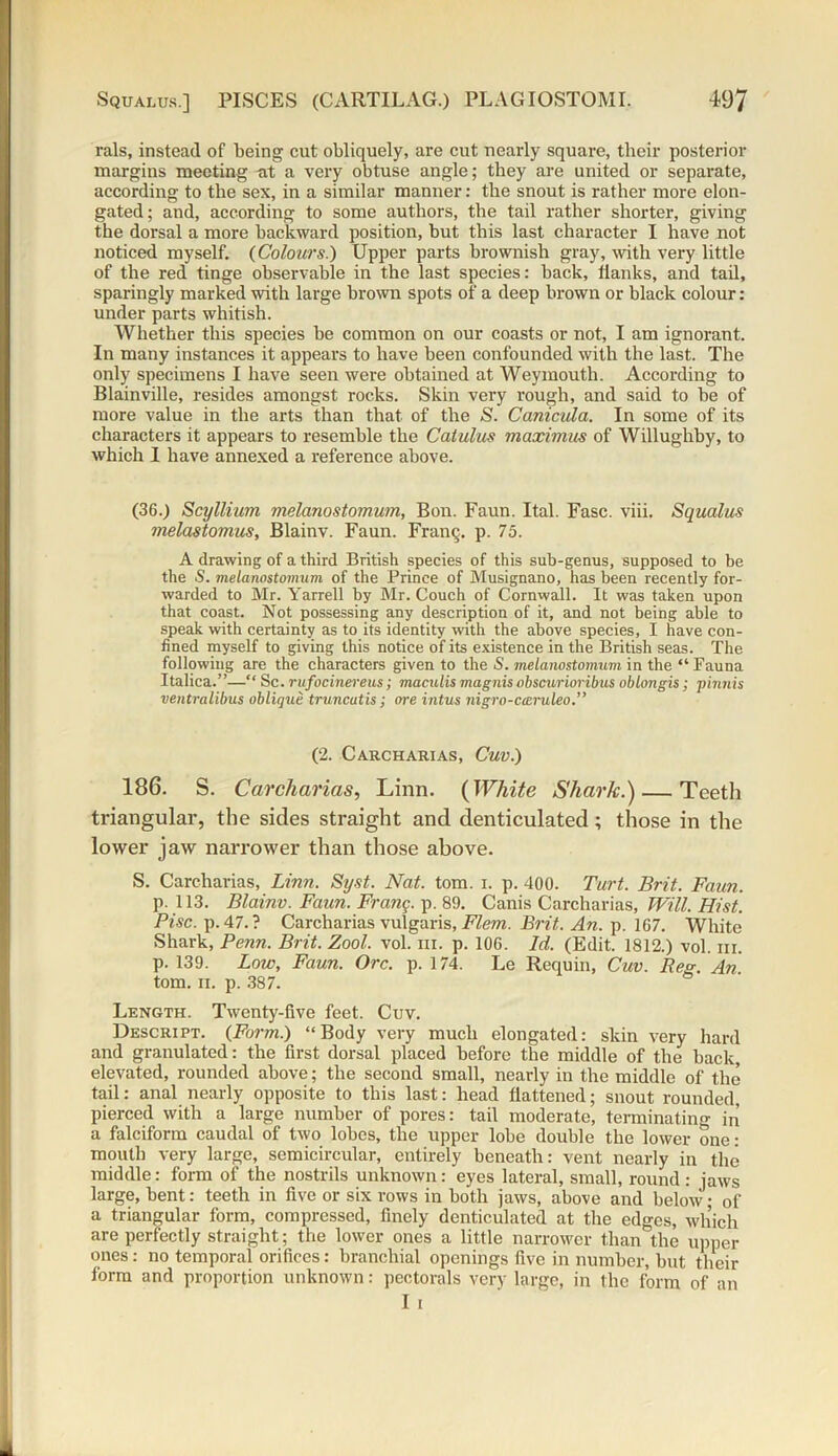 rals, instead of being cut obliquely, are cut nearly square, their posterior margins meeting at a very obtuse angle; they are united or separate, according to the sex, in a similar manner: the snout is rather more elon- gated; and, according to some authors, the tail rather shorter, giving the dorsal a more backward position, hut this last character I have not noticed myself, {Colours.) Upper parts brownish gray, with very little of the red tinge observable in the last species: back. Hanks, and tail, sparingly marked with large brown spots of a deep brown or black colour : under parts whitish. Whether this species be common on our coasts or not, I am ignorant. In many instances it appears to have been confounded with the last. The only specimens I have seen were obtained at Weymouth. According to Blainville, resides amongst rocks. Skin very rough, and said to be of more value in the arts than that of the S. Canicula. In some of its characters it appears to resemble the Catulus maximus of Willughby, to which I have annexed a reference above. (36.) Scyllium melanostomum, Bon. Faun. Ital. Fasc. viii. Squalus melastomus, Blainv. Faun. Franc, p. 75. A drawing of a third British species of this sub-genus, supposed to be the S. melanostomum of the Prince of Musignano, has been recently for- warded to Mr. Yarrell by Mr. Couch of Cornwall. It was taken upon that coast. Not possessing any description of it, and not being able to speak with certainty as to its identity writh the above species, I have con- fined myself to giving this notice of its existence in the British seas. The following are the characters given to the S. melanostomum in the “ Fauna Italica.”—“ Sc. rufocinereus; maculis magnisobscurioribus oblongis; pinnis ventralibus oblique truncutis; ore intus nigro-cceruleo.” (2. Carcharias, Cuv.) 186. S. Carchai 'icis, Linn. (Whits Sh&vlc.'} — Teeth triangular, the sides straight and denticulated; those in the lower jaw narrower than those above. S. Carcharias, Linn. Syst. Nat. tom. i. p. 400. Turt. Brit. Faun. p. 113. Blainv. Faun. Frang. p. 89. Cams Carcharias, Will. Hist. Pise. p. 47. ? Carcharias vulgaris, Flem. Brit. An. p. 167. White Shark, Penn. Brit. Zool. vol. in. p. 106. Id. (Edit. 1812.) vol. m. p. 139. Low, Faun. Ore. p. 174. Le Requin, Cuv. Reg. An. tom. n. p. 387. Length. Twenty-five feet. Cuv. Descript. {Form.) “Body very much elongated: skin very hard and granulated: the first dorsal placed before the middle of the back, elevated, rounded above; the second small, nearly in the middle of the tail: anal nearly opposite to this last: head flattened; snout rounded, pierced with a large number of pores: tail moderate, terminating in a falciform caudal of two lobes, the upper lobe double the lower one: mouth very large, semicircular, entirely beneath: vent nearly in the middle: form of the nostrils unknown: eyes lateral, small, round : jaws large, bent: teeth in five or six rows in both jaws, above and below; of a triangular form, compressed, finely denticulated at the edges, which are perfectly straight; the lower ones a little narrower than the upper ones: no temporal orifices: branchial openings five in number, but their form and proportion unknown: pectorals very large, in the form of an I i