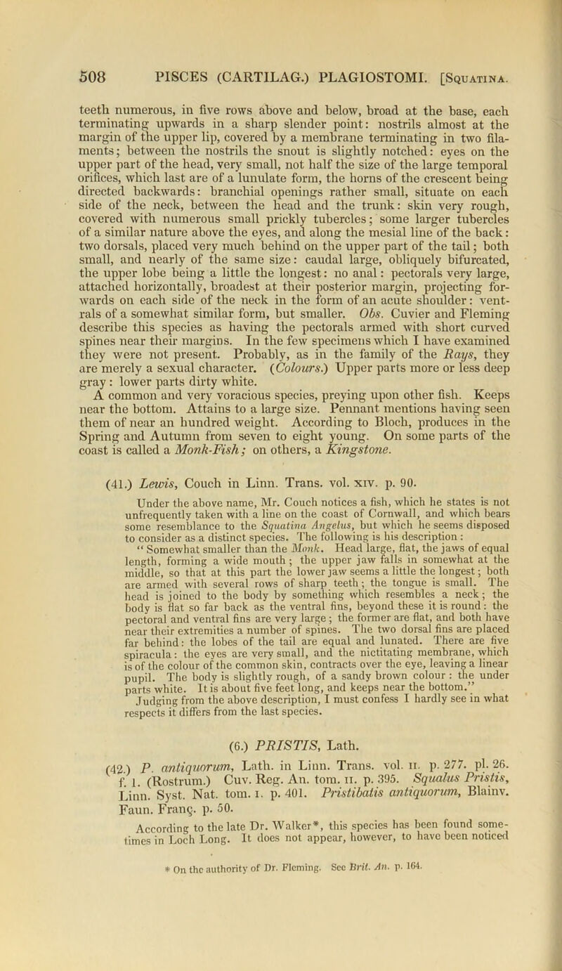 teeth numerous, in five rows above and below, broad at the base, each terminating upwards in a sharp slender point: nostrils almost at the margin of the upper lip, covered by a membrane terminating in two fila- ments ; between the nostrils the snout is slightly notched: eyes on the upper part of the head, very small, not half the size of the large temporal orifices, which last are of a lunulate form, the horns of the crescent being directed backwards: branchial openings rather small, situate on each side of the neck, between the head and the trunk: skin very rough, covered with numerous small prickly tubercles; some larger tubercles of a similar nature above the eyes, and along the mesial line of the back : two dorsals, placed very much behind on the upper part of the tail; both small, and nearly of the same size: caudal large, obliquely bifurcated, the upper lobe being a little the longest: no anal: pectorals very large, attached horizontally, broadest at their posterior margin, projecting for- wards on each side of the neck in the form of an acute shoulder: vent- rals of a somewhat similar form, but smaller. Obs. Cuvier and Fleming describe this species as having the pectorals armed with short curved spines near their margins. In the few specimens which I have examined they were not present. Probably, as in the family of the Rays, they are merely a sexual character. {Colours.) Upper parts more or less deep gray : lower parts dirty white. A common and very voracious species, preying upon other fish. Keeps near the bottom. Attains to a large size. Pennant mentions having seen them of near an hundred weight. According to Bloch, produces in the Spring and Autumn from seven to eight young. On some parts of the coast is called a Monk-Fish ; on others, a Kingstone. (41.) Lewis, Couch in Linn. Trans, vol. xiv. p. 90. Under the above name, Mr. Couch notices a fish, which he states is not unfrequently taken with a line on the coast of Cornwall, and which bears some resemblance to the Squatina Angelas, but which he seems disposed to consider as a distinct species. The following is his description: “ Somewhat smaller than the Monk. Head large, flat, the jaws of equal length, forming a wide mouth ; the upper jaw falls in somewhat at the middle, so that at this part the lower jaw seems a little the longest; both are armed with several rows of sharp teeth; the tongue is small. The head is joined to the body by something which resembles a neck; the body is fiat so far back as the ventral fins, beyond these it is round: the pectoral and ventral fins are very large ; the former are flat, and both have near their extremities a number of spines. The two dorsal fins are placed far behind: the lobes of the tail are equal and lunated. There are five spiracula: the eyes are very small, and the nictitating membrane, vvhich is of the colour of the common skin, contracts over the eye, leaving a linear pupil. The body is slightly rough, of a sandy brown colour : the under parts white. It is about five feet long, and keeps near the bottom.” Judging from the above description, I must confess I hardly see in what respects it differs from the last species. (6.) PRISTIS, Lath. (42.) P antiquorum. Lath, in Linn. Trans, vol. ii. p. 277. pi. 26. f I. (Rostrum.) Cuv. Reg. An. tom. n. p. 395. Squalus Pristis, Linn. Syst. Nat. tom. i. p. 401. Pristibaiis antiquorum, Blainv. Faun. Fran^:. p. 50. According to the late Dr. Walker*, this species has been found some- times in Loch Long. It does not appear, however, to have been noticed * On the authority of Dr. Fleming. See Bril. An. p. 164.