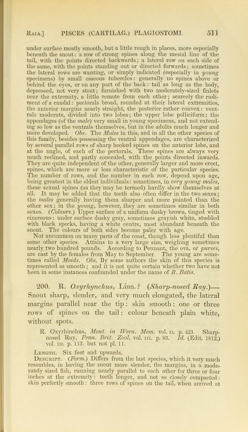 under surface mostly smooth, but a little rough in places, more especially beneath the snout: a row of strong spines along the mesial line of the tail, with the points directed backwards; a lateral row on each side of the same, with the points standing out or directed forwards; sometimes the lateral rows are wanting, or simply indicated (especially in young specimens) by small osseous tubercles: generally no spines above or behind the eyes, or on any part of the back: tail as long as the body, depressed, not very stout; furnished with two moderately-sized (inlets near the extremity, a little remote from each other; scarcely the rudi- ment of a caudal: pectorals broad, rounded at their lateral extremities, the anterior margins nearly straight, the posterior rather convex: vent- rals moderate, divided into two lobes; the upper lobe polliciform; the appendages (of the male) very small in young specimens, and not extend- ing so low as the ventrals themselves, but in the adults much longer and more developed. Obs. The Males in this, and in all the other species of this family, besides possessing the ventral appendages, are characterized by several parallel rows of sharp hooked spines on the anterior lobe, and at the angle, of each of the pectorals. These spines are always very much reclined, and partly concealed, with the points directed inwards. They are quite independent of the other, generally larger and more erect, spines, which are more or less characteristic of the particular species. The number of rows, and the number in each row, depend upon age, being greatest in the oldest individuals: sometimes, in very young males, these sexual spines (as they may be termed) hardly show themselves at all. It may be added that the teeth also often differ in the two sexes; the males generally having them sharper and more pointed than the other sex; in the young, however, they are sometimes similar in both sexes. {Colours.) Upper surface of a uniform dusky brown, tinged with cinereous: under surface dusky gray, sometimes grayish white, studded with black specks, having a white centre, most abundant beneath the snout. The colours of both sides become paler with age. Not uncommon on many parts of the coast, though less plentiful than some other species. Attains to a very large size, weighing sometimes nearly two hundred pounds. According to Pennant, the ova, or purses, are cast by the females from May to September. The young are some- times called Maids. Obs. By some authors the skin of this species is represented as smooth; and it is not quite certain whether two have not been in some instances confounded under the name of R. Batis. 200. R. Oxyrhynchus, Linn. ? (Sharp-nosed Ray.)— Snout sharp, slender, and very much elongated, the lateral margins parallel near the tip: skin smooth: one or three rows of spines on the tail: colour beneath plain white, without spots. R. Oxyrliinchus, Mont, in Wern. Mem. vol. n. p. 423. Sharp- noserl Ray, Penn. Brit. Zool. vol. in. p. 83. Id. (Edit. 1812.) vol. hi. p. 113. but not pi. 11. Length. Six feet and upwards. Descript. {Form.) Differs from the last species, which it very much resembles, in having the snout more slender, the margins, in a mode- rately sized fish, running nearly parallel to each other for three or four inches at the extremity: teeth longer, and not so closely compacted: skin perfectly smooth: three rows of spines on the tail, when arrived at
