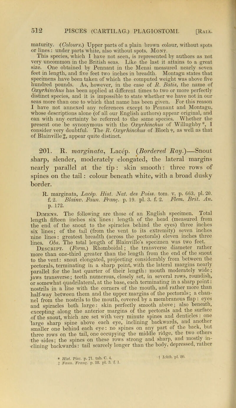 maturity. {Colours.) Upper parts of a plain brown colour, without spots or lines : under parts white, also without spots. Mont. This species, which I have not seen, is represented by authors as not very uncommon in the British seas. Like the last it attains to a great size. One obtained by Pennant in the Menai measured nearly seven feet in length, and live feet two inches in breadth. Montagu states that specimens have been taken of which the computed weight was above five hundred pounds. As, however, in the case of R. Batts, the name of Oxyrhinchus has been applied at different times to two or more perfectly distinct species, and it is impossible to state whether we have not in our seas more than one to which that name has been given. For this reason I have not annexed any references except to Pennant and Montagu, whose descriptions alone (of all our English authors) appear original, and can with any certainty be referred to the same species. Whether the present one be synonymous with the Oxyrhinchus of Willughby*, I consider very doubtful. The R. Oxyrhinchus of Bloch f, as well as that of Blainville'j;, appeal- quite distinct. 201. R. marginata, Lacep. (Bordered Ray.)—Snout sharp, slender, moderately elongated, the lateral margins nearly parallel at the tip: skin smooth: three rows of spines on the tail: colour beneath white, with a broad dusky border. R. marginata, Laclp. Hist. Nat. des Poiss. tom. v. p. GG3. pi. 20. f. 2. Blainv. Faun. Franc, p. 19. pi. 3. f. 2. Flem. Brit. An. p. 172. Dimens. The following are those of an English specimen. Total length fifteen inches six lines: length of the head (measured from the end of the snout to the spiracles behind the eyes) three inches six lines; of the tail (from the vent to its extremity) seven inches nine lines: greatest breadth (across the pectorals) eleven inches three lines. Obs. The total length of Blainville’s specimen was two feet. Descript. {Form.) Rhomboidal; the transverse diameter rather more than one-third greater than the length from the end of the snout to the vent: snout elongated, projecting considerably from between the pectorals, terminating in a sharp point, with the lateral margins nearly parallel for the last quarter of their length: mouth moderately wide; jaws transverse; teeth numerous, closely set, in several rows, roundish, or somewhat quadrilateral, at the base, each terminating in a sharp point: nostrils in a line with the corners of the mouth, and rather more than half-way between them and the upper margins of the pectorals; a chan- nel from the nostrils to the mouth, covered by a membranous Hap : eyes and spiracles both large: skin perfectly smooth above; also beneath, excepting along the anterior margins of the pectorals and the surface of the snout, which are set with very minute spines and denticles: one large sharp spine above each eye, inclining backwards, and another smaller one behind each eye: no spines on any part of the back, but three rows on the tail, one occupying the middle ridge, the two others the sides; the spines on these rows strong and sharp, and mostly in- clining backwards: tail scarcely longer than the body, depressed, rather * Hist. Pise. p. 71- tab. C. 4. f. Faim. Franc, p. 18. pi. 3. f. 1. 1 IchOi. pi. 80.