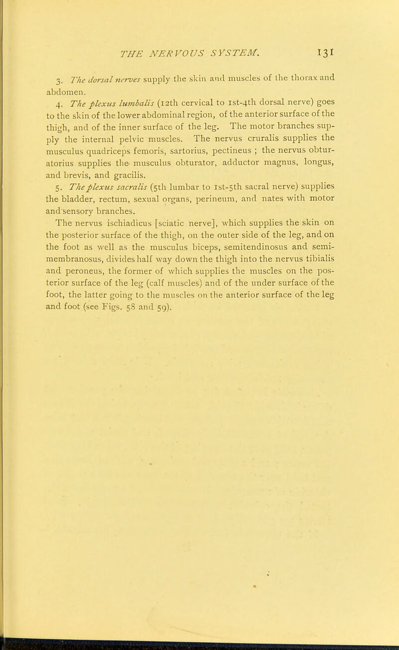 3. The dorsal tu-rves supply the skin and muscles of the thorax and abdomen. 4. The plexus lumbalis (12th cervical to ist-4th dorsal nerve) goes to the skin of the lower abdominal region, of the anterior surface of the thigh, and of the inner surface of the leg. The motor branches sup- ply the internal pelvic muscles. The nervus cruralis supplies the musculus quadriceps femoris, sartorius, pectineus ; the nervus obtur- atorius supplies the musculus obturator, adductor magnus, longus, and brevis, and gracilis. 5. The plexus sacralis (5th lumbar to ist-5th sacral nerve) supplies the bladder, rectum, sexual organs, perineum, and nates with motor and sensory branches. The nervus ischiadicus [sciatic nerve], which supplies the skin on the posterior surface of the thigh, on the outer side of the leg, and on the foot as well as the musculus biceps, semitendinosus and semi- membranosus, divides half way down the thigh into the nervus tibialis and peroneus, the former of which supplies the muscles on the pos- terior surface of the leg (calf muscles) and of the under surface of the foot, the latter going to the muscles on the anterior surface of the leg and foot (see Figs. 58 and 59).