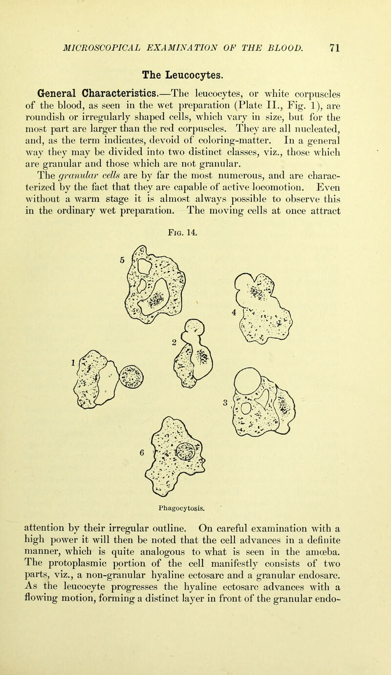 The Leucocytes. General Characteristics.—The leucocytes, or white corpuscles of the blood, as seen in the wet preparation (Plate II., Fig. 1), are roundish or irregularly shaped cells, which vary in size, but for the most part are larger than the red corpuscles. They are all nucleated, and, as the term indicates, devoid of coloring-matter. In a general way they may be divided into two distinct classes, viz., those which are granular and those which are not granular. The granular cells are by far the most numerous, and are charac- terized by the fact that they are capable of active locomotion. Even without a warm stage it is almost always possible to observe this in the ordinary wet preparation. The moving cells at once attract Fig. 14. attention by their irregular outline. On careful examination with a high power it will then be noted that the cell advances in a definite manner, which is quite analogous to what is seen in the amoeba. The protoplasmic portion of the cell manifestly consists of two parts, viz., a non-granular hyaline ectosarc and a granular endosarc. As the leucocyte progresses the hyaline ectosarc advances with a flowing motion, forming a distinct layer in front of the granular endo-