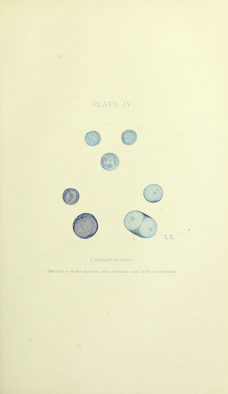 PLATE IV. Lymphocytes. The cell a shows nucleus after division, each with a nucleolus.