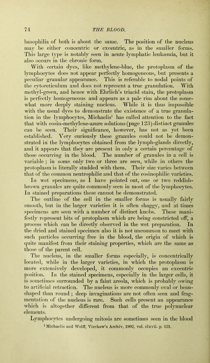 basophilia of both is about the same. The position of the nucleus may be either concentric or excentric, as in the smaller forms. This large type is notably seen in acute lymphatic leukaemia, but it also occurs in the chronic form. With certain dyes, like methylene-blue, the protoplasm of the lymphocytes does not appear perfectly homogeneous, but presents a peculiar granular appearance. This is referable to nodal points of the cytoreticulum and does not represent a true granulation. With methyl-green, and hence with Ehrlich’s triacid stain, the protoplasm is perfectly homogeneous and appears as a pale rim about the some- what more deeply staining nucleus. While it is thus impossible with the usual dyes to demonstrate the existence of a true granula- tion in the lymphocytes, Michaelis1 has called attention to the fact that with eosin-methylene-azure solutions (page 123) distinct granules can be seen. Their significance, however, has not as yet been established. Very curiously these granules could not be demon- strated in the lymphocytes obtained from the lymph-glands directly, and it appears that they are present in only a certain percentage of those occurring in the blood. The number of granules in a cell is variable ; in some only two or three are seen, while in others the protoplasm is literally studded with them. Their size varies between that of the common neutrophilic and that of the eosinophilic varieties. In wet specimens, as I have pointed out, one or two reddish- brown granules are quite commonly seen in most of the lymphocytes. In stained preparations these cannot be demonstrated. The outline of the cell in the smaller forms is usually fairly smooth, but in the larger varieties it is often shaggy, and at times specimens are seen with a number of distinct knobs. These mani- festly represent bits of protoplasm which are being constricted off, a process which can be directly observed in the wet preparation. In the dried and stained specimen also it is not uncommon to meet with such particles occurring free in the blood, the origin of which is quite manifest from their staining properties, which are the same as those of the parent cell. The nucleus, in the smaller forms especially, is concentrically located, while in the larger varieties, in which the protoplasm is more extensively developed, it commonly occupies an excentric position. In the stained specimens, especially in the larger cells, it is sometimes surrounded by a faint areola, which is probably owing to artificial retraction. The nucleus is more commonly oval or bean- shaped than round ; deep invaginations are not often seen and frag- mentation of the nucleus is rare. Such cells present an appearance which is altogether different from that of the true polynuclear elements. Lymphocytes undergoing mitosis are sometimes seen in the blood 1 Michaelis and Wolff, Virchow’s Archiv, 1902, vol. clxvii. p. 151.