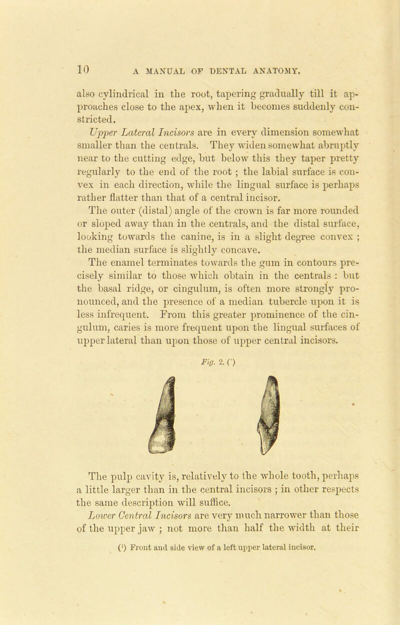 also cylindrical in the root, tapering gradually till it ap- proaches close to the apex, when it becomes suddenly con- stricted. Upper Lateral Incisors are in every dimension somewhat smaller than the centrals. They widen somewhat abruptly near to the cutting edge, but below this they taper pretty regularly to the end of the root ; the labial surface is con- vex in each direction, while the lingual surface is perhaps rather flatter than that of a central incisor. The outer (distal) angle of the crown is far more rounded or sloped away than in the centrals, and the distal surface, looking towards the canine, is in a slight degree convex ; the median surface is slightly concave. The enamel terminates towards the gum in contours pre- cisely similar to those which obtain in the centrals : but the basal ridge, or cingulum, is often more strongly pro- nounced, and the presence of a median tubercle upon it is less infrequent. From this greater prominence of the cin- gulum, caries is more frequent upon the lingual surfaces of upper lateral than upon those of upper central incisors. Fig. 2. O The pulp cavity is, relatively to the whole tooth, perhaps a little larger than in the central incisors ; in other respects the same description will suffice. Lower Central Incisors are very much narrower than those of the upper jaw ; not more than half the width at their