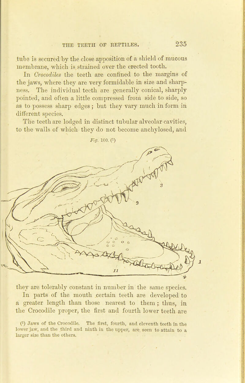 tube is secured by the close apposition of a shield of mucous membrane, which is strained over the erected tooth. In Crocodiles the teeth are confined to the margins of the jaws, where they are very formidable in size and sharp- ness. The individual teeth are generally conical, sharply pointed, and often a little compressed from side to side, so as to possess sharp edges ; but they vary much in form in different species. The teeth are lodged in distinct tubular alveolar cavities, to the walls of which they do not become anchylosed, and Fig. 100. p) l they are tolerably constant in number in the same species. In parts of the mouth certain teeth are developed to a greater length than those nearest to them ; thus, in the Crocodile proper, the first and fourth lower teeth are (’) Jaws of the Crocodile. The first, fourth, and eleventh teeth in the lower jaw, and the third and ninth in the upper, are seen to attain to a larger size than the others.