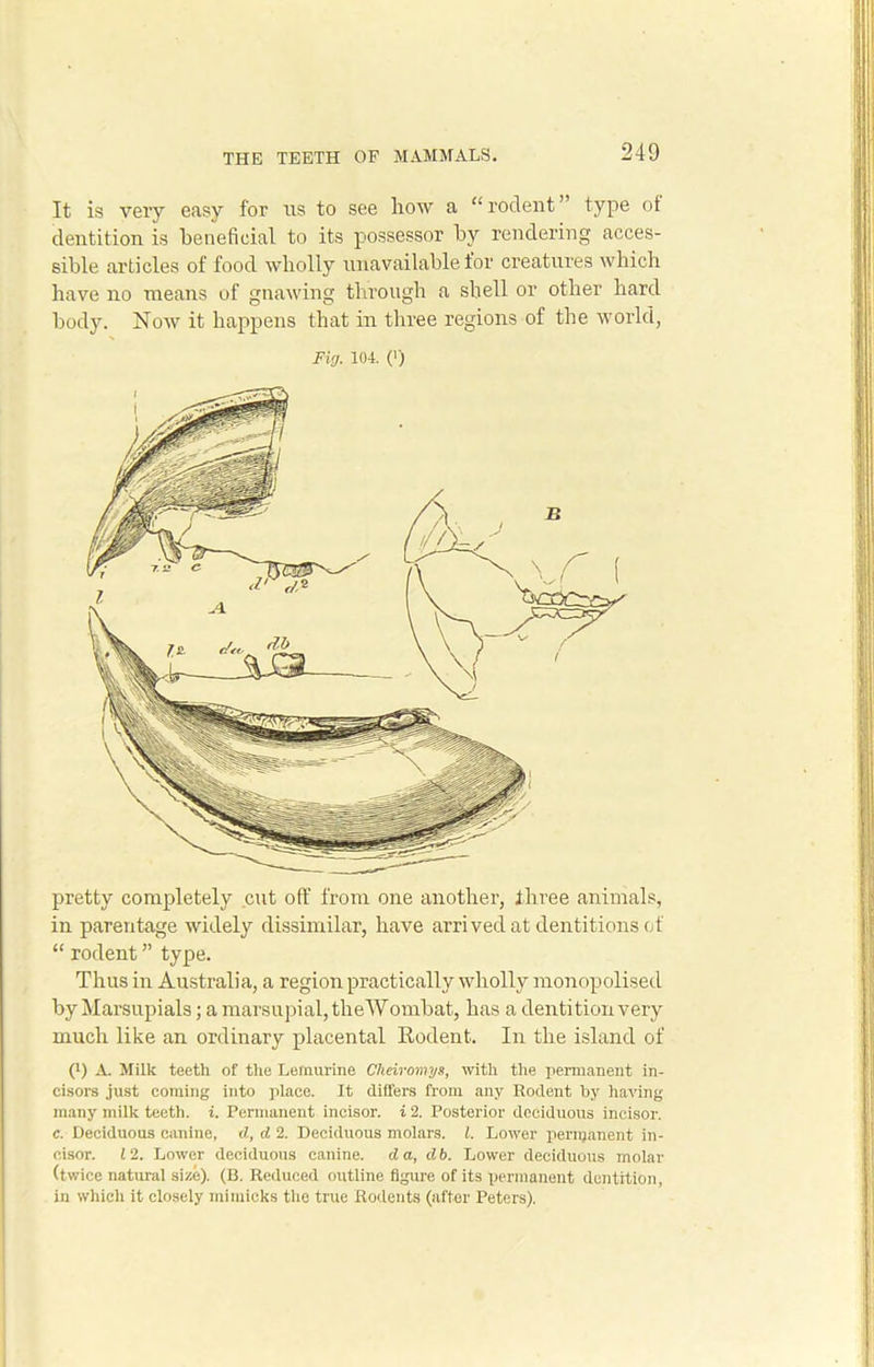 It is very easy for us to see how a “ rodent ’ type ot dentition is beneficial to its possessor by rendering acces- sible articles of food wholly unavailable for creatures which have no means of gnawing through a shell or other hard body. Now it happens that in three regions of the world, Fig. 104. (>) pretty completely cut off from one another, three animals, in parentage widely dissimilar, have arrived at dentitions of “ rodent ” type. Thus in Australia, a region practically wholly monopolised by Marsupials; a marsupial, theWombat, has a dentition very much like an ordinary placental Kodent. In the island of P) A Milk teeth of the Leinurine Cheiromys, with the permanent in- cisors just coming into place. It differs from any Rodent by having many milk teeth, i. Permanent incisor, i 2. Posterior deciduous incisor. c. Deciduous canine, d, d 2. Deciduous molars. 1. Lower permanent in- cisor. 12. Lower deciduous canine, d a, d b. Lower deciduous molar (twice natural size). (B. Reduced outline figure of its permanent dentition, in which it closely mimicks the true Rodents (after Peters).