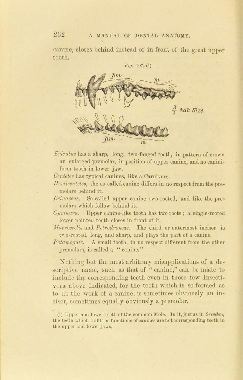 canine, closes behind instead of in front of the great upper tooth. Ericulus lias a sharp, long, two-fanged tooth, in pattern of crown an enlarged premolar, in position of upper canine, and no canini- form tooth in lower jaw. Centetes has typical canines, like a Carnivore. Uemicentetes, the so-called canine differs in no respect from the pre- niolars behind it. Erinaceus. So called upper canine two-rooted, and like the pre- molars which follow behind it. Gymnura. Upper canine-like tooth has two roots ; a single-rooted lower pointed tooth closes in front of it. MacrosceUs and Pctrodromus. The third or outermost incisor is two-rooted, long, and sharp, and plays the part of a canine. Potamor/ale. A small tooth, in no respect different from the other premolars, is called a “ canine.” Nothing but the most arbitrary misapplications of a de- scriptive name, such as that of “ canine/’ can be made to include the corresponding teeth even in those few Insecti- vora above indicated, for the tooth which is so formed as to do the work of a canine, is sometimes obviously an in- cisor, sometimes equally obviously a premolar. P) Upper and lower teeth of the common Mole. In it, just as in Oreodnn, the teeth which fulfil the functions of canines are not corresponding teeth in the upper and lower jaws. Fig. 107, (>) y Nat. Size