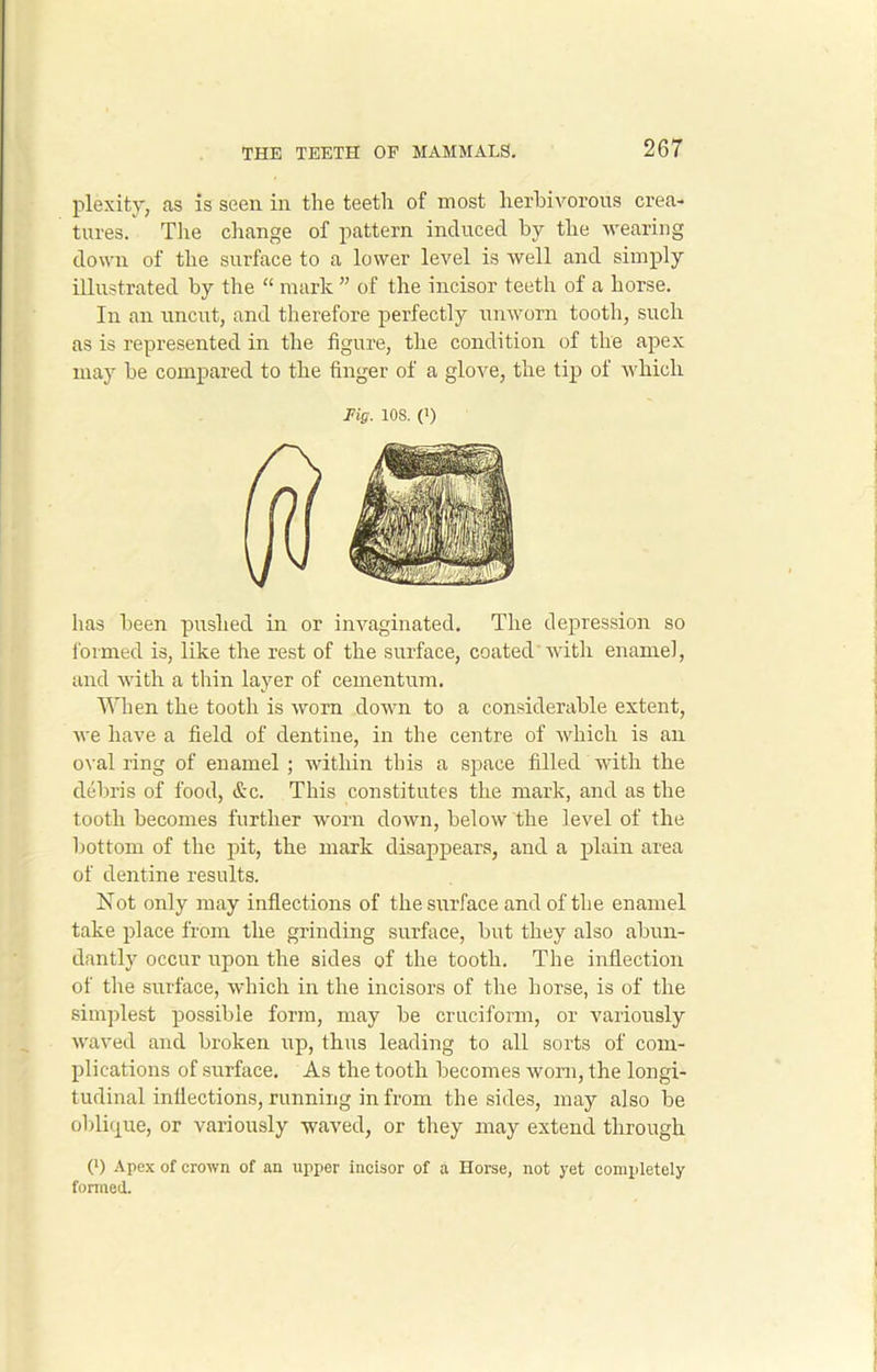 plexity, as is seen in the teeth of most herbivorous crea- tures. The change of pattern induced by the wearing down of the surface to a lower level is well and simply illustrated by the “ mark ” of the incisor teeth of a horse. In an uncut, and therefore perfectly unworn tooth, such as is represented in the figure, the condition of the apex may be compared to the finger of a glove, the tip of which Fig. 10S. (i) has been pushed in or invaginated. The depression so formed is, like the rest of the surface, coated with enamel, and with a thin layer of cementum. When the tooth is worn down to a considerable extent, we have a field of dentine, in the centre of which is an oval ring of enamel ; within this a space filled with the debris of food, &c. This constitutes the mark, and as the tooth becomes further worn down, below the level of the bottom of the pit, the mark disappears, and a plain area of dentine results. Not only may inflections of the surface and of the enamel take place from the grinding surface, but they also abun- dantly occur upon the sides of the tooth. The inflection of the surface, which in the incisors of the horse, is of the simplest possible form, may be cruciform, or variously waved and broken up, thus leading to all sorts of com- plications of surface. As the tooth becomes worn, the longi- tudinal inflections, running in from the sides, may also be oblique, or variously waved, or they may extend through (') Apex of crown of an upper incisor of a Horse, not yet completely formed.