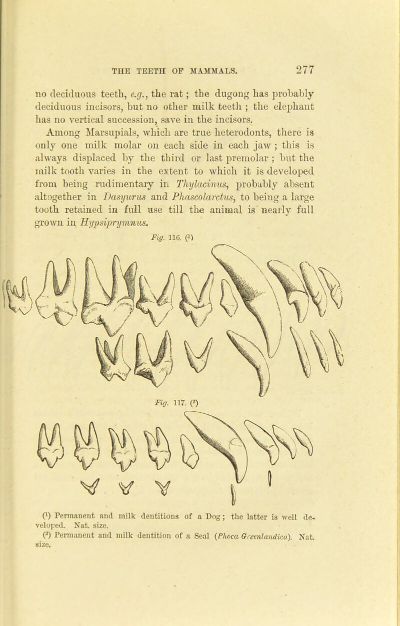 no deciduous teeth, e.g., the rat; the dugong has probably deciduous incisors, but no other milk teeth ; the elephant has no vertical succession, save in the incisors. Among Marsupials, which are true heterodonts, there is only one milk molar on each side in each jaw; this is always displaced by the third or last premolar; but the milk tooth varies in the extent to which it is developed from being rudimentary in Thylacinus, probably absent altogether in Dasyurus and Phascolarctus, to being a large tooth retained in full use till the animal is nearly full grown in Hypsiprymnus. (*) Permanent and milk dentitions of a Dog; the latter is well de- veloped. Nat. size. (2) Permanent and milk dentition of a Seal (Phoca Greenlandicu). Nat. size.