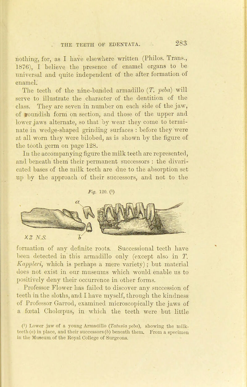 nothing, for, as I have elsewhere written (Philos. Trans., 1876), I believe the presence of enamel organs to he universal and quite independent of the after formation of enamel. The teeth of the nine-handed armadillo (T. peba) will serve to illustrate the character of the dentition of the class. They are seven in number on each side of the jaw, of roundish form on section, and those of the upper and lower jaws alternate, so that by wear they come to termi- nate in wedge-shaped grinding surfaces : before they were at all worn they were bilobed, as is shown by the figure of the tooth germ on page 128. In the accompanying figure the milk teeth are represented, and beneath them their permanent successors : the divari- cated bases of the milk teeth are due to the absorption set up by the approach of their successors, and not to the Fig. 120. Q formation of any definite roots. Successional teeth have been detected in this armadillo only (except also in T. Kappleri, which is perhaps a mere variety); but material does not exist in our museums which would enable us to positively deny their occurrence in other forms. Professor Flower has failed to discover any succession of teeth in the sloths, and I have myself, through the kindness of Professor Garrod, examined microscopically the jaws of a foetal Cholcepus, in which the teeth were but little (•) Lower jaw of a young Armadillo (Tatusia peba), showing the milk- teeth (a) in place, and their successors (&) beneath them. From a specimen in the Museum of the Royal College of Surgeons.