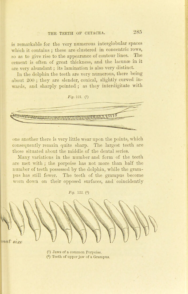 is remarkable for the very numerous interglobular spaces which it contains ; these .are clustered in concentric rows, so as to give rise to the appearance of contour lines. The cement is often of great thickness, and the lacunae in it are very abundant; its lamination is also very distinct. In the dolphin the teeth are very numerous, there being about 200 ; they are slender, conical, slightly curved in- wards, and sharply pointed ; as they interdigitate with Fig. 121. 0) one another there is very little wear upon the points, which consequently remain quite sharp. The largest teeth are those situated about the middle of the dental series. Many variations in the number and form of the teeth are met with ; the porpoise has not more than half the number of teeth possessed by the dolphin, while the gram- pus has still fewer. The teeth of the grampus become worn down on their opposed surfaces, and coincidently •ml 0 Jaws of a common Porpoise. 0 Teeth of upper jaw of a Grampus.