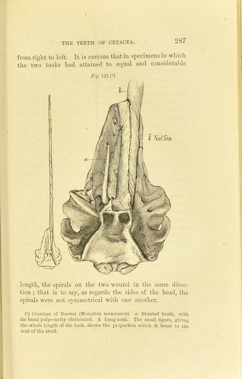 from right to left. It is curious that in specimens in which, the two tusks liacl attained to equal and considerable Fig. m(i) length, the spirals on the two wound in the same direc- tion ; that is to say, as regards the sides of the head, the spirals were not symmetrical with one another. (l) Cranium of Narwal (Monodon monoceros). a. Stunted tooth, with its basal pulp-cavity obliterated, b. Long tusk. The small figure, giving the whole length of the tusk, shows the proportion which it bears to the rest of the skull.