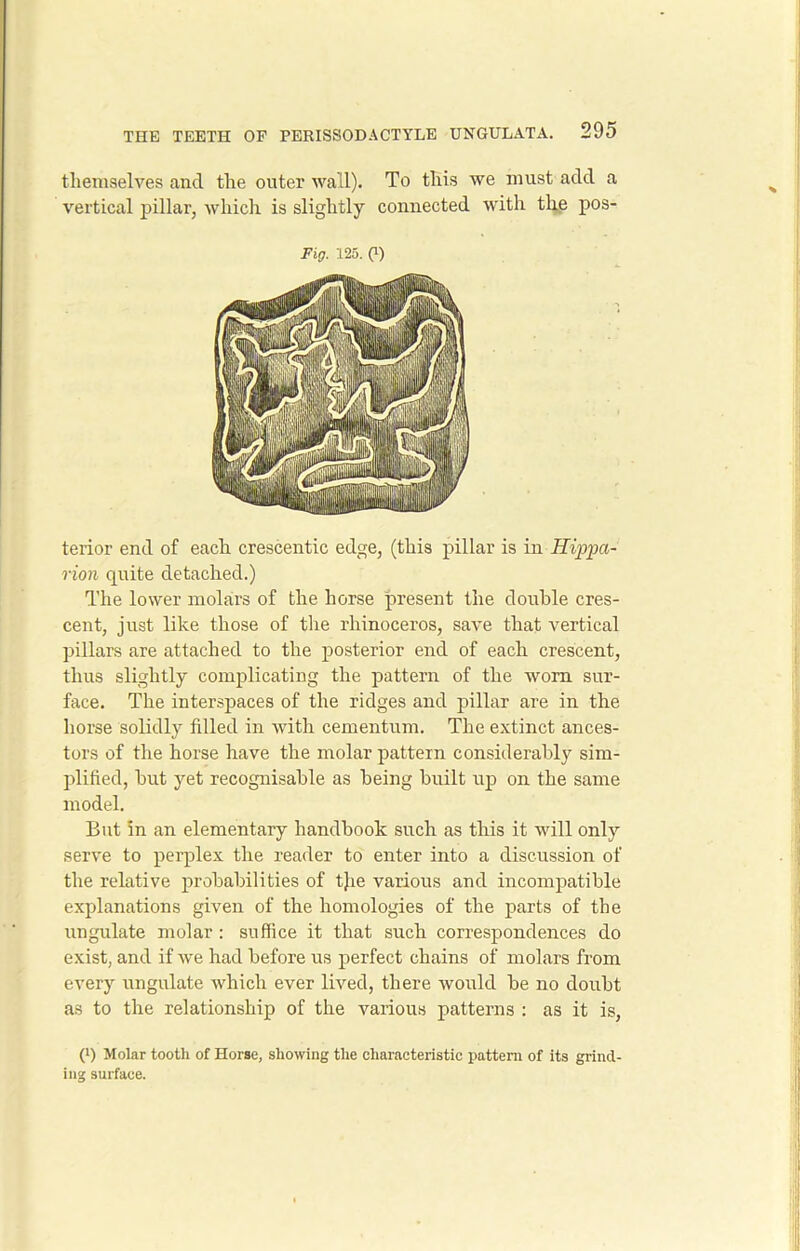 themselves and the outer wall). To this we must add a vertical pillar, which is slightly connected with the pos- Fig. 125. 0) terior end of each crescentic edge, (this pillar is in Hippa- rion quite detached.) The lower molars of the horse present the double cres- cent, just like those of the rhinoceros, save that vertical pillars are attached to the posterior end of each crescent, thus slightly complicating the pattern of the worn sur- face. The interspaces of the ridges and pillar are in the horse solidly filled in with cementum. The extinct ances- tors of the horse have the molar pattern considerably sim- plified, but yet recognisable as being built up on the same model. But in an elementary handbook such as this it will only serve to perplex the reader to enter into a discussion of the relative probabilities of tjie various and incompatible explanations given of the homologies of the parts of the ungulate molar: suffice it that such correspondences do exist, and if we had before us perfect chains of molars from every ungulate which ever lived, there would be no doubt as to the relationship of the various patterns : as it is, (*) (*) Molar tooth of Horse, showing the characteristic pattern of its grind- ing surface.