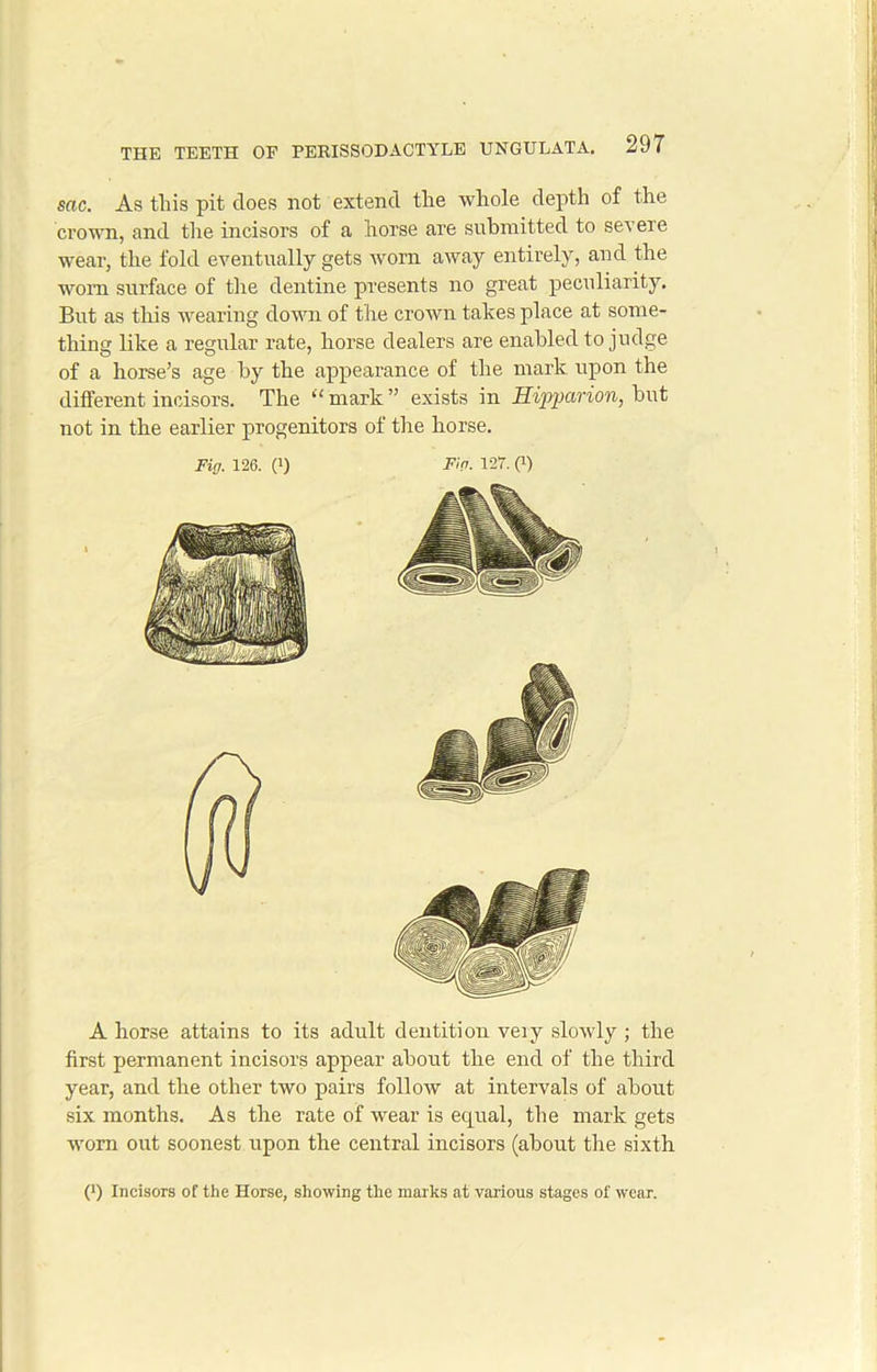 sac. As this pit does not extend the whole depth of the crown, and the incisors of a horse are submitted to seveie wear, the fold eventually gets worn away entirely, and the worn surface of the dentine presents no great peculiarity. But as this wearing down of the crown takes place at some- thing like a regular rate, horse dealers are enabled to judge of a horse’s age by the appearance of the mark upon the different incisors. The ‘‘mark” exists in Hipparion, but not in the earlier progenitors of the horse. Fig. 126. (i) Fin. 127. 0) A horse attains to its adult dentition very slowly ; the first permanent incisors appear about the end of the third year, and the other two pairs follow at intervals of about six months. As the rate of wear is equal, the mark gets -worn out soonest upon the central incisors (about the sixth (*) (*) Incisors of the Horse, showing the marks at various stages of wear.