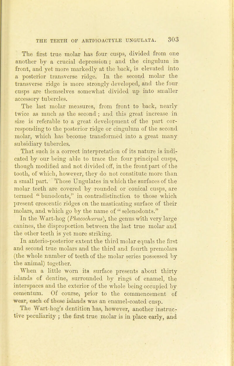The first true molar has four cusps, divided from one another by a crucial depression ; and the cingulum in front, and yet more markedly at the back, is elevated into a posterior transverse ridge. In the second molar the transverse ridge is more strongly developed, and the four cusps are themselves somewhat divided up into smaller accessory tubercles. The last molar measures, from front to back, nearly twice as much as the second ; and this great increase in size is referable to a great development of the part cor- responding to the posterior ridge or cingulum of the second molar, which has become transformed into a great many subsidiary tubercles. That such is a correct interpretation of its nature is indi- cated by our being able to trace the four principal cusps, though modified and not divided off, in the front part of the tooth, of which, however, they do not constitute more than a small part. Those Ungulates in which the surfaces of the molar teeth are covered by rounded or conical cusps, are termed “ bunodonts,” in contradistinction to those which present crescentic ridges on the masticating surface of their molars, and which go by the name of “ selenodonts.” In the Wart-hog (Phacochcerus), the genus with very large canines, the disproportion between the last true molar and the other teeth is yet more striking. In anterioposterior extent the third molar equals the first and second true molars and the third and fourth premolars (the whole number of teeth of the molar series possessed by the animal) together. When a little worn its surface presents about thirty islands of dentine, surrounded by rings of enamel, the interspaces and the exterior of the whole being occupied by cementum. Of course, prior to the commencement of wear, each of these islands was an enamel-coated cusp. The Wart-hog’s dentition has, however, another instruc- tive peculiarity ; the first true molar is in place early, and