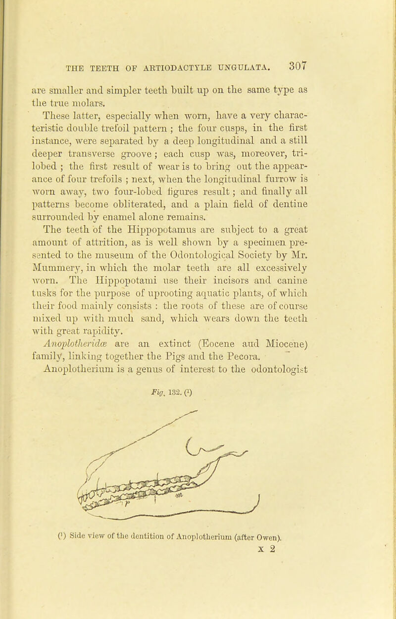 are smaller and simpler teeth built up on the same type as the true molars. These latter, especially when worn, have a very charac- teristic double trefoil pattern ; the four cusps, in the first instance, were separated by a deep longitudinal and a still deeper transverse groove ; each cusp wras, moreover, tri- lobed ; the first result of wear is to bring out the appear- ance of four trefoils ; next, when the longitudinal furrow is worn away, two four-lobed figures result; and finally all patterns become obliterated, and a plain field of dentine surrounded by enamel alone remains. The teeth of the Hippopotamus are subject to a great amount of attrition, as is well shown by a specimen pre- sented to the museum of the Odontological Society by Mr. Mummery, in which the molar teeth are all excessively worn. The Hippopotami use their incisors and canine tusks for the purpose of uprooting aquatic plants, of which their food mainly consists : the roots of these are of course mixed up with much sand, which wears down the teeth with great rapidity. Anoplotheridce are an extinct (Eocene and Miocene) family, linking together the Pigs and the Pecora. Anoplotherium is a geuus of interest to the odontologist Fig. 132. (l) C) Side view of the dentition of Anoplotherium (after Owen). x 2