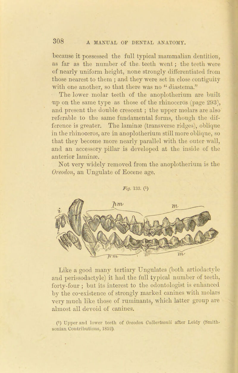 because it possessed the full typical mammalian dentition, as far as the number of the teeth went; the teeth were of nearly uniform height, none strongly differentiated from those nearest to them ; and they were set in close contiguity with one another, so that there was no “ diastema.” The lower molar teeth of the anoplotherium are built up on the same type as those of the rhinoceros (page 293), and present the double crescent ; the upper molars are also referable to the same fundamental forms, though the dif- ference is greater. The lami me (transverse ridges), oblique in the rhinoceros, are in anoplotherium still more oblique, so that they become more nearly parallel with the outer wall, and an accessory pillar is developed at the inside of the anterior laminae. Not very widely removed from the anoplotherium is the Oreodon, an Ungulate of Eocene age. Fi0. 133. (i) Like a good many tertiary Ungulates (both artiodactyle and perissodactyle) it had the full typical number of teeth, forty-four ; but its interest to the odontologist is enhanced by the co-existence of strongly marked canines with molars very much like those of ruminants, which latter group are almost all devoid of canines. (i) Upper and lower teetli of Oreodon CiUbertsonii after Leidy (Smith- sonian Contributions, 1S52).