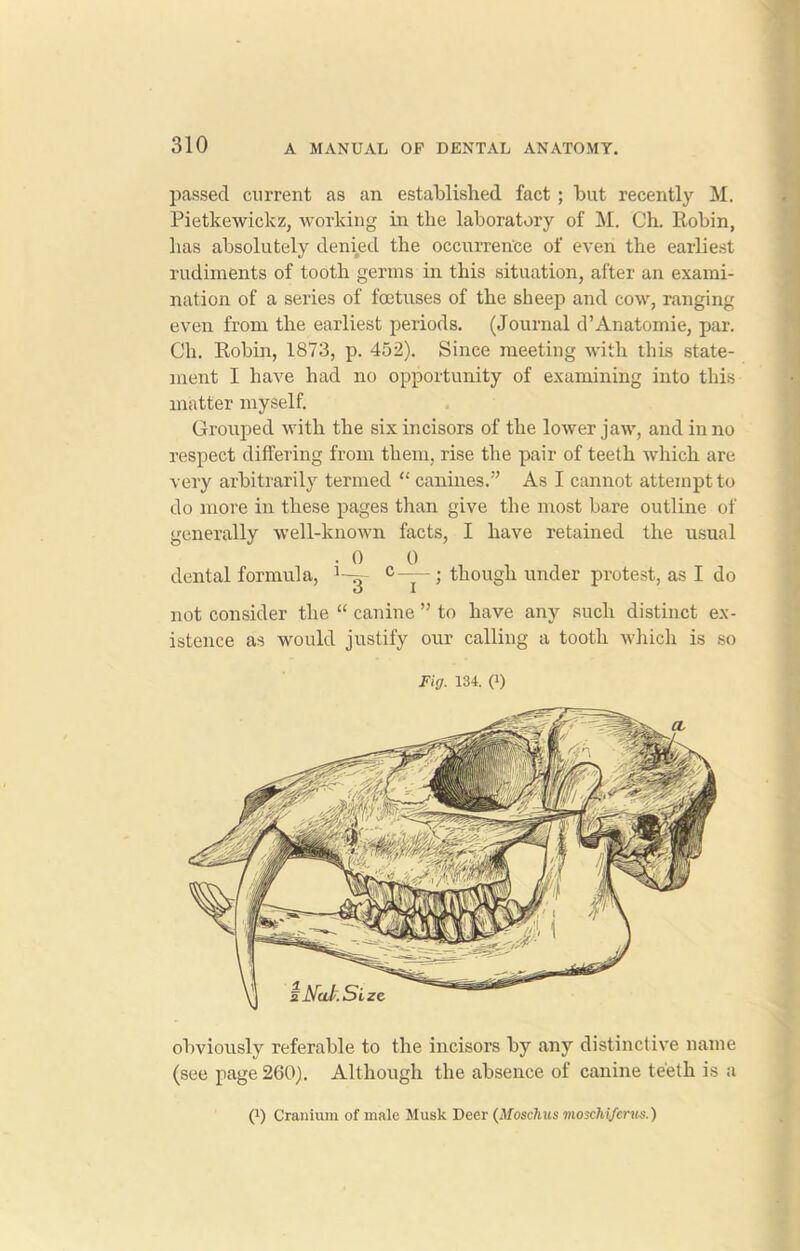 passed current as an established fact; but recently M. Pietkewickz, working in the laboratory of M. Ch. Robin, has absolutely denied the occurrence of even the earliest rudiments of tooth germs in this situation, after an exami- nation of a series of foetuses of the sheep and cow, ranging even from the earliest periods. (Journal d’Anatomie, par. Ch. Robin, 1873, p. 452). Since meeting with this state- ment I have had no opportunity of examining into this matter myself. Grouped with the six incisors of the lower jaw, and in no respect differing from them, rise the pair of teeth which are very arbitrarily termed “ canines.” As I cannot attempt to do more in these pages than give the most bare outline of generally well-known facts, I have retained the usual . 0 0 dental formula, c ; though under protest, as I do not consider the “ canine ” to have any such distinct ex- istence as would justify our calling a tooth which is so Fig. 134. (1) obviously referable to the incisors by any distinctive name (see page 260). Although the absence of canine teeth is a 0 Cranium of male Musk Deer (Moschus moschiferus.)