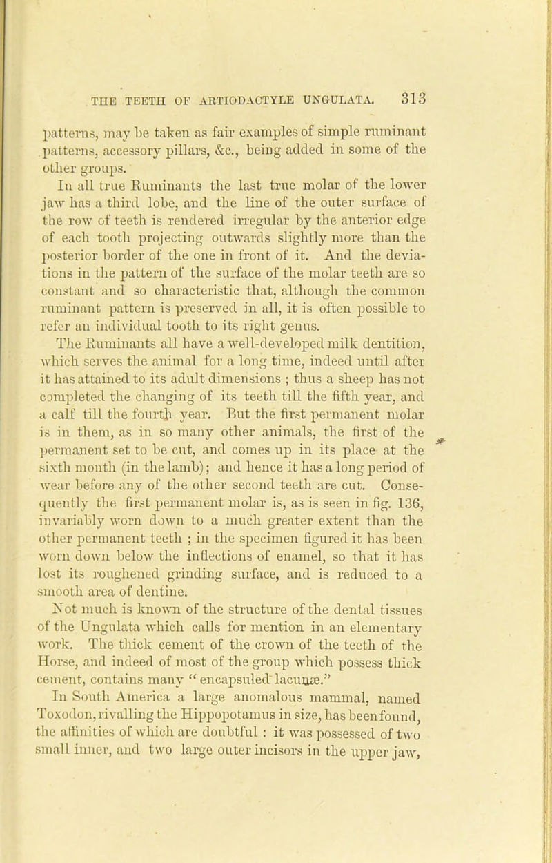 patterns, may be taken as fair examples of simple ruminant patterns, accessory pillars, &c., being added in some of the other groups. In all true Ruminants the last true molar of the lower jaw has a third lobe, and the line of the outer surface of the row of teeth is rendered irregular by the anterior edge of each tooth projecting outwards slightly more than the posterior border of the one in front of it. And the devia- tions in the pattern of the surface of the molar teeth are so constant and so characteristic that, although the common ruminant pattern is preserved in all, it is often possible to refer an individual tooth to its right genus. The Ruminants all have a well-developed milk dentition, which serves the animal for a long time, indeed until after it has attained to its adult dimensions ; thus a sheep has not completed the changing of its teeth till the fifth year, and a calf till the fourth year. But the first permanent molar is in them, as in so many other animals, the first of the permanent set to be cut, and comes up in its place at the sixth month (in the lamb); and hence it has a long period of wear before any of the other second teeth are cut. Conse- quently the first permanent molar is, as is seen in fig. 136, invariably worn down to a much greater extent than the other permanent teeth ; in the specimen figured it has been worn down below the inflections of enamel, so that it has lost its roughened grinding surface, and is reduced to a smooth area of dentine. blot much is known of the structure of the dental tissues of the Ungulata which calls for mention in an elementary work. The thick cement of the crown of the teeth of the Horse, and indeed of most of the group which possess thick cement, contains many “ encapsulecl lacunae.” In South America a large anomalous mammal, named Toxodon, rivalling the Hippopotamus in size, has beenfound, the affinities of which are doubtful : it was possessed of two small inner, and two large outer incisors in the upper jaw,