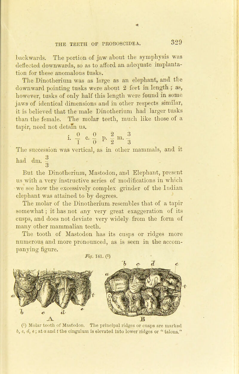 backwards. The portion of jaw about the symphysis was deflected downwards, so as to afford an adequate implanta- tion for these anomalous tusks. The Dinotherium was as large as an elephant, and the downward pointing tusks were about 2 feet in length ; as, however, tusks of only half this length were found in some jaws of identical dimensions and in other respects similar, it is believed that the male Dinotherium had larger tusks than the female. The molar teeth, much like those of a tapir, need not detain us. 1. 0 I The succession was vertical, as in other mammals, and it had dm. - 3 But the Dinotherium, Mastodon, and Elephant, present us with a very instructive series of modifications in which we see how the excessively complex grinder of the Indian elephant was attained to by degrees. The molar of the Dinotherium resembles that of a tapir somewhat; it has not any very great exaggeration of its cusps, and does not deviate very widely from the form of many other mammalian teeth. The tooth of Mastodon has its cusps or ridges more numerous and more pronounced, as is seen in the accom- panying figure. Fig. 141, (i) .A. (') Molar tooth of Mastodon. The principal ridges or cusps are marked b, c, d, e; at a and t the cingulum is elevated Into lower ridges or “ talons.”