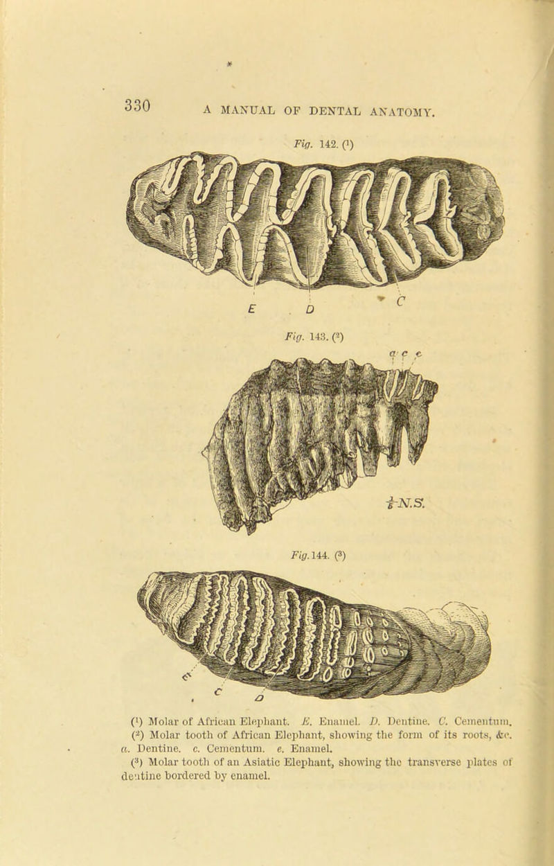 Fig. 142. (i) Fig. 143. O ace 0) Molar of African Elephant. K. Enamel. D. Dentine. C. Cementnm. (2) Molar tooth of African Elephant, showing the form of its roots, Ac. a. Dentine, e. Cementnm. e. Enamel. (3) Molar tooth of an Asiatic Elephant, showing the transverse plates of dentine bordered by enamel.