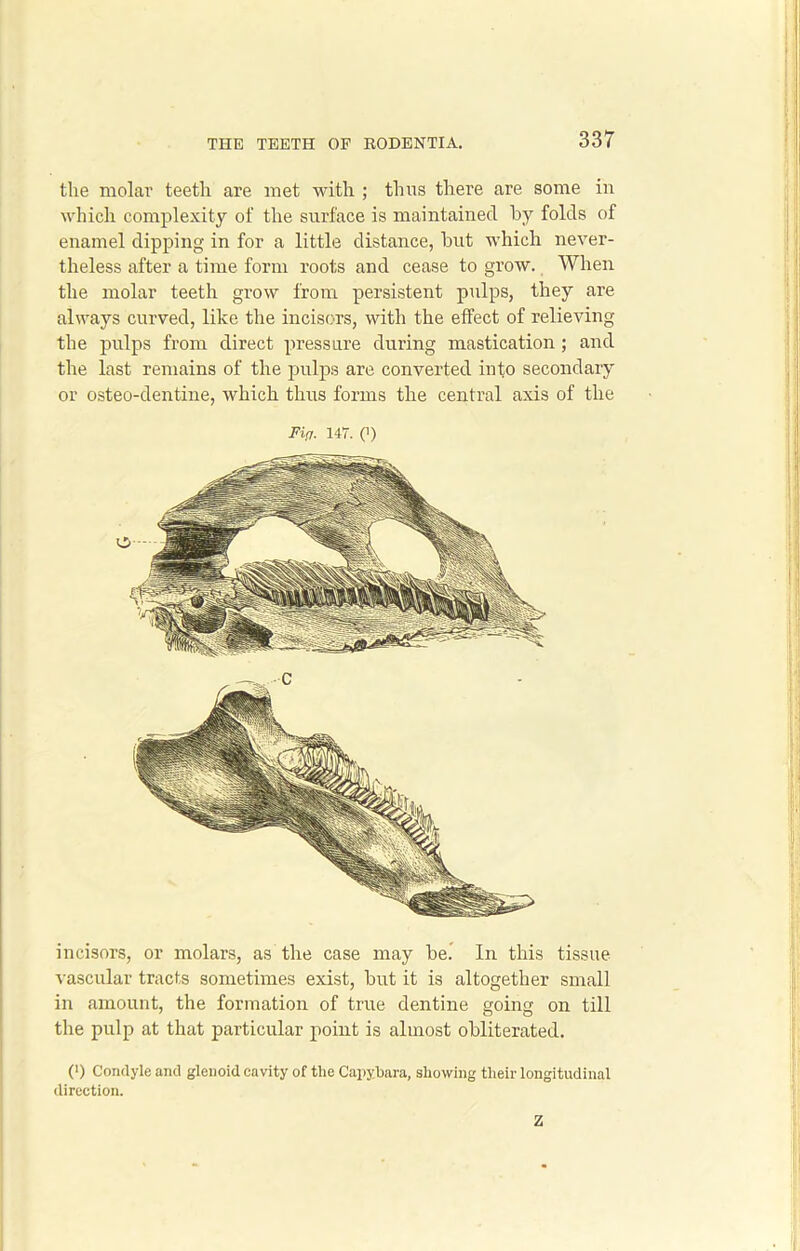 incisors, or molars, as the case may be. In this tissue vascular tracts sometimes exist, hut it is altogether small in amount, the formation of true dentine going on till the pulp at that particular point is almost obliterated. (*) Condyle and glenoid cavity of the Capybara, showing their longitudinal direction. the molar teeth are met with ; thus there are some in which complexity of the surface is maintained by folds of enamel dipping in for a little distance, but which never- theless after a time form roots and cease to grow. When the molar teeth grow from persistent pulps, they are always curved, like the incisors, with the effect of relieving the pulps from direct pressure during mastication ; and the last remains of the pulps are converted into secondary or osteo-dentine, which thus forms the central axis of the Fir,r. 147. (’) Z